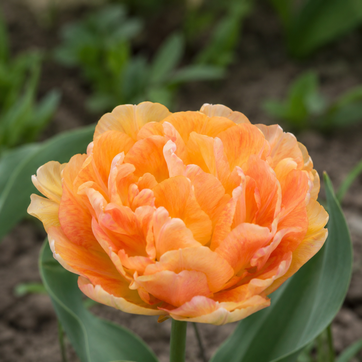 Gefüllte späte Tulpen Charming Beauty