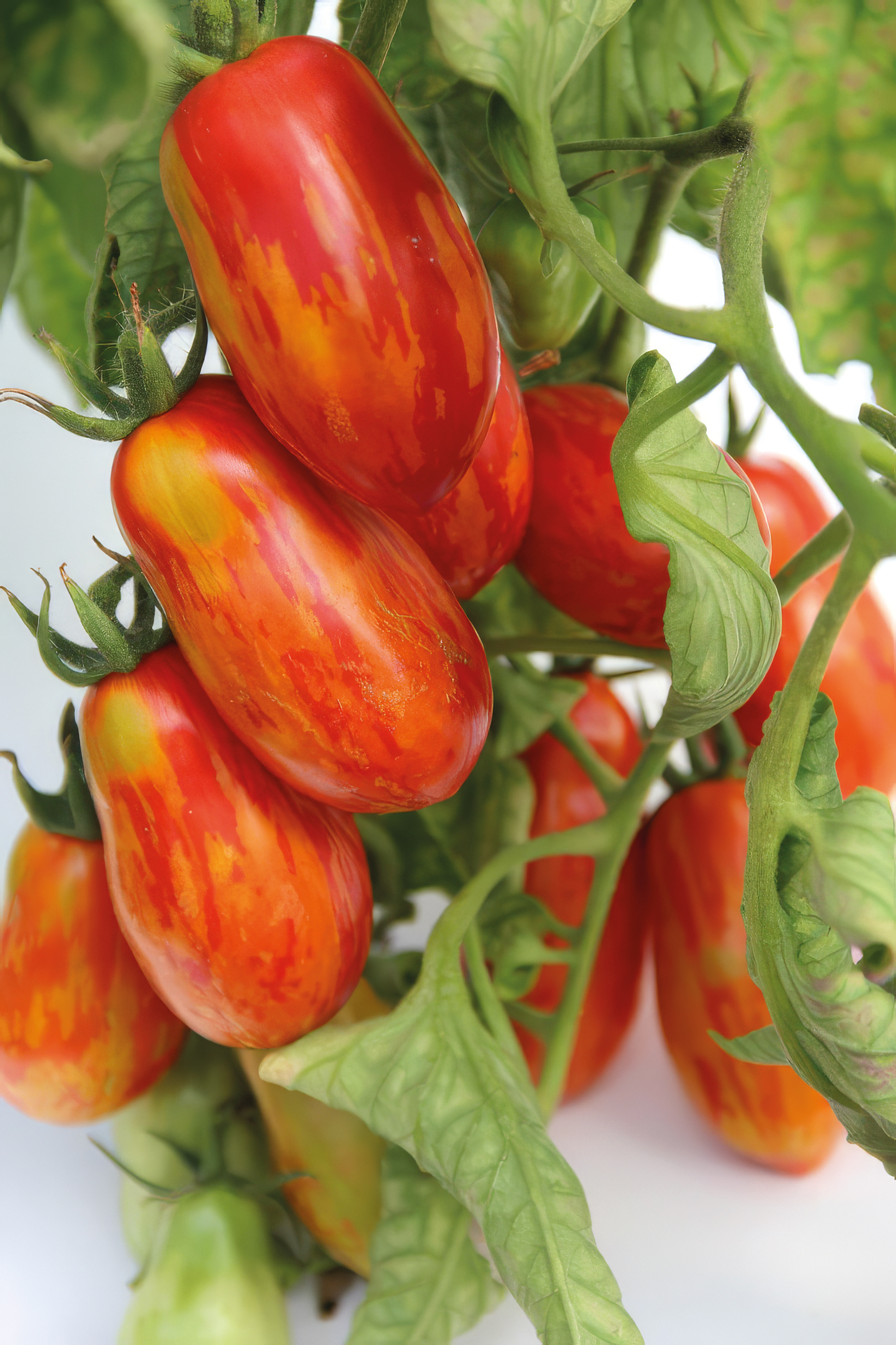 Tomate Gestreifte Pflaume