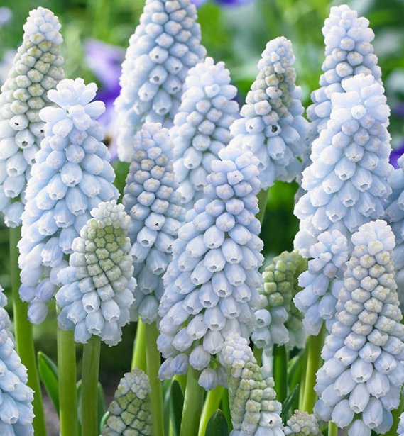 58005_Muscari Peppermint_1 Nahaufnahme von weißen bis hellblau gefärbten Traubenhyazinthen (Muscari) mit dichten, glockenförmigen Blütenständen auf grünen Stängeln