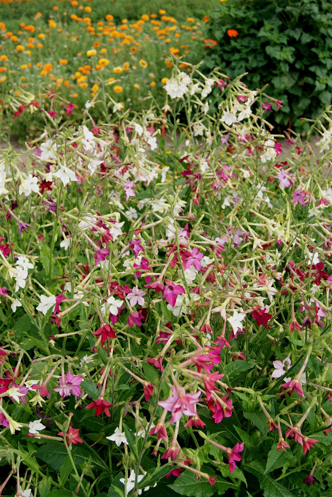 Lebendige Blumen in rosa, rot und weiß im Garten, umgeben von orangefarbenen Blüten.