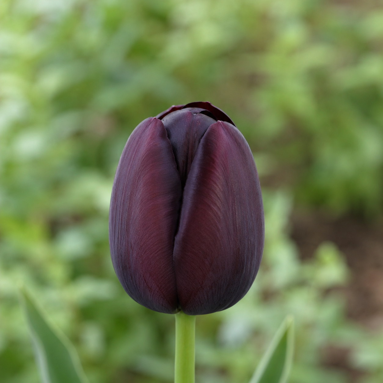 Einfache späte Tulpen Queen of Night