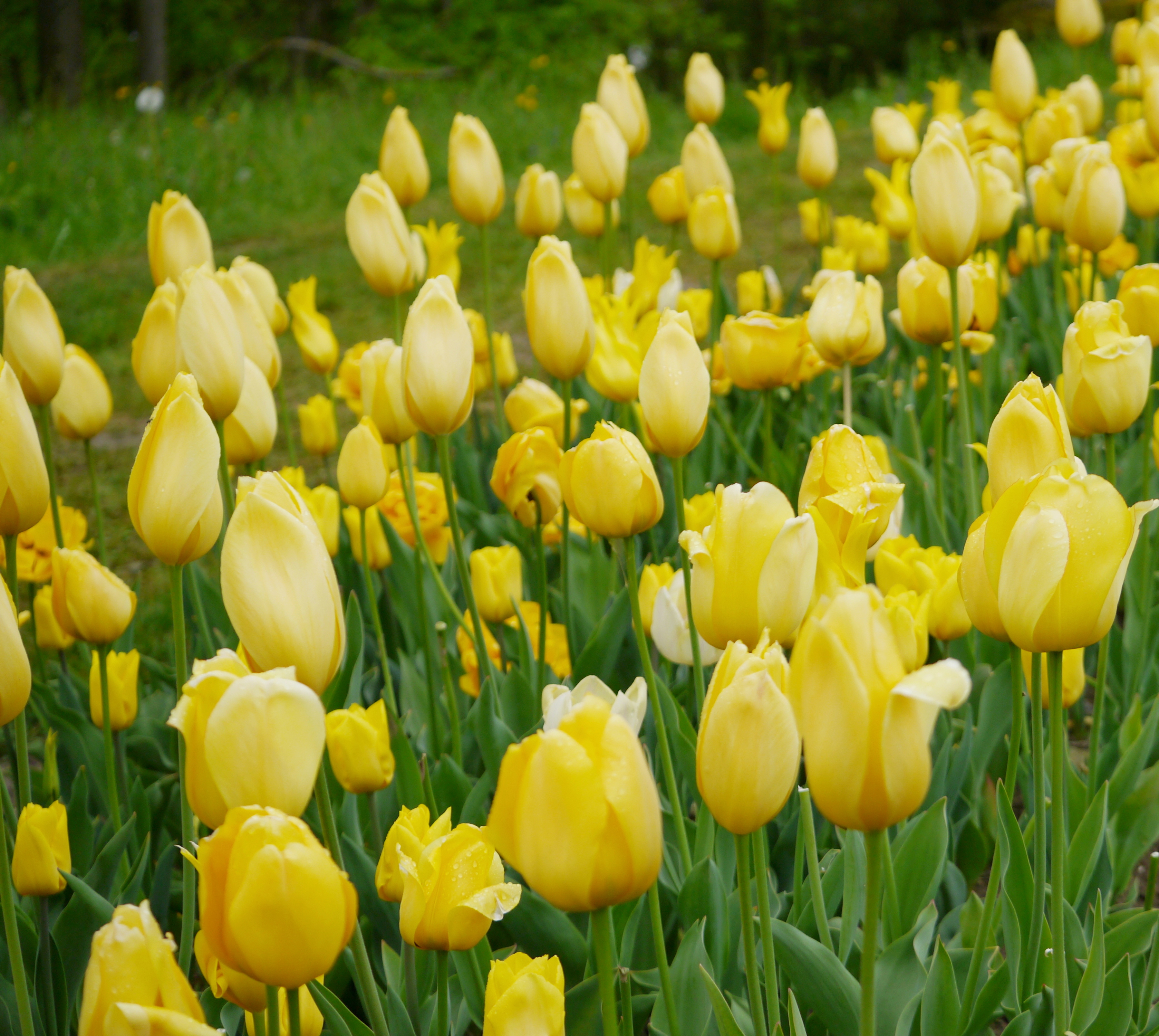 Nahaufnahme zahlreicher gelber Tulpen in einem Gartenbeet mit grünen Blättern und vereinzelten Wassertropfen auf den Blüten