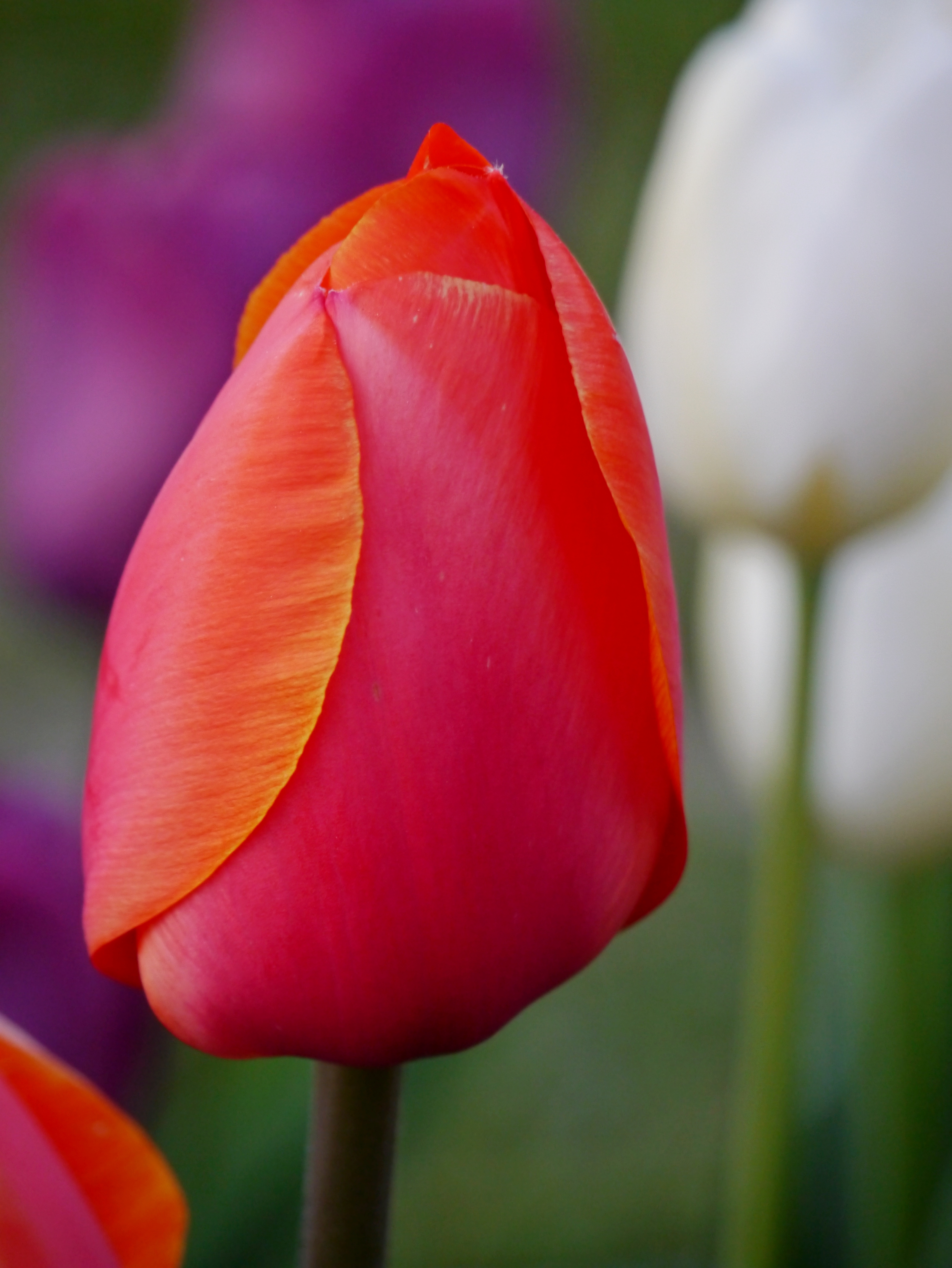 Nahaufnahme einer roten Tulpenknospe mit orange-gelben Randkanten, unscharfer Hintergrund mit weißen und violetten Tulpen