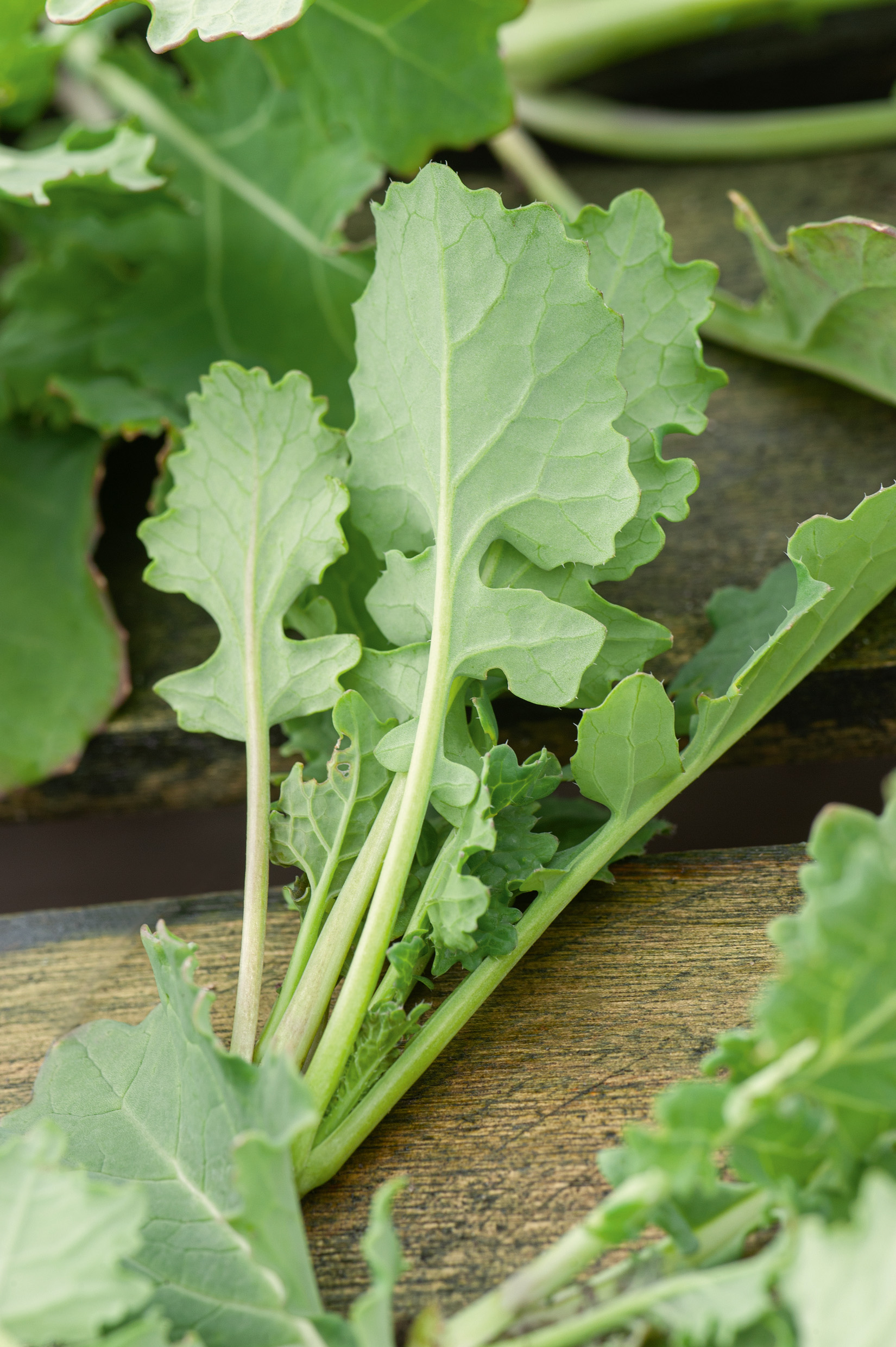 Frische Blätter und zarte Stiele des Rübstiels (Bio) Namenia von Samen-Fetzer, ein ertragreiches Blattgemüse mit mild-würzigem Kohlgeschmack für Salat und Kochgemüse.