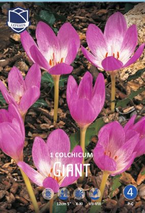 Colchicum autumnale The Giant, herbstblühend