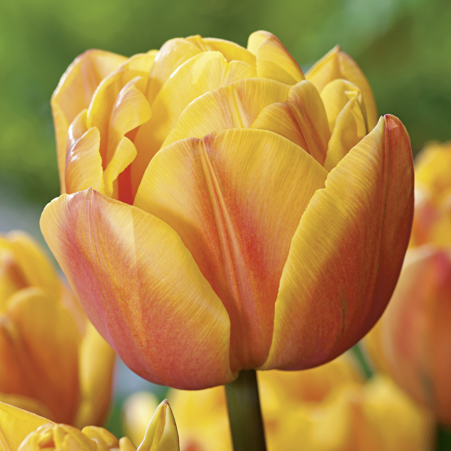 52074_Gef. frühe Tulpen Freeman FM Nahaufnahme einer orange-gelben Tulpe mit geöffneten Blütenblättern vor unscharfem grünem Hintergrund