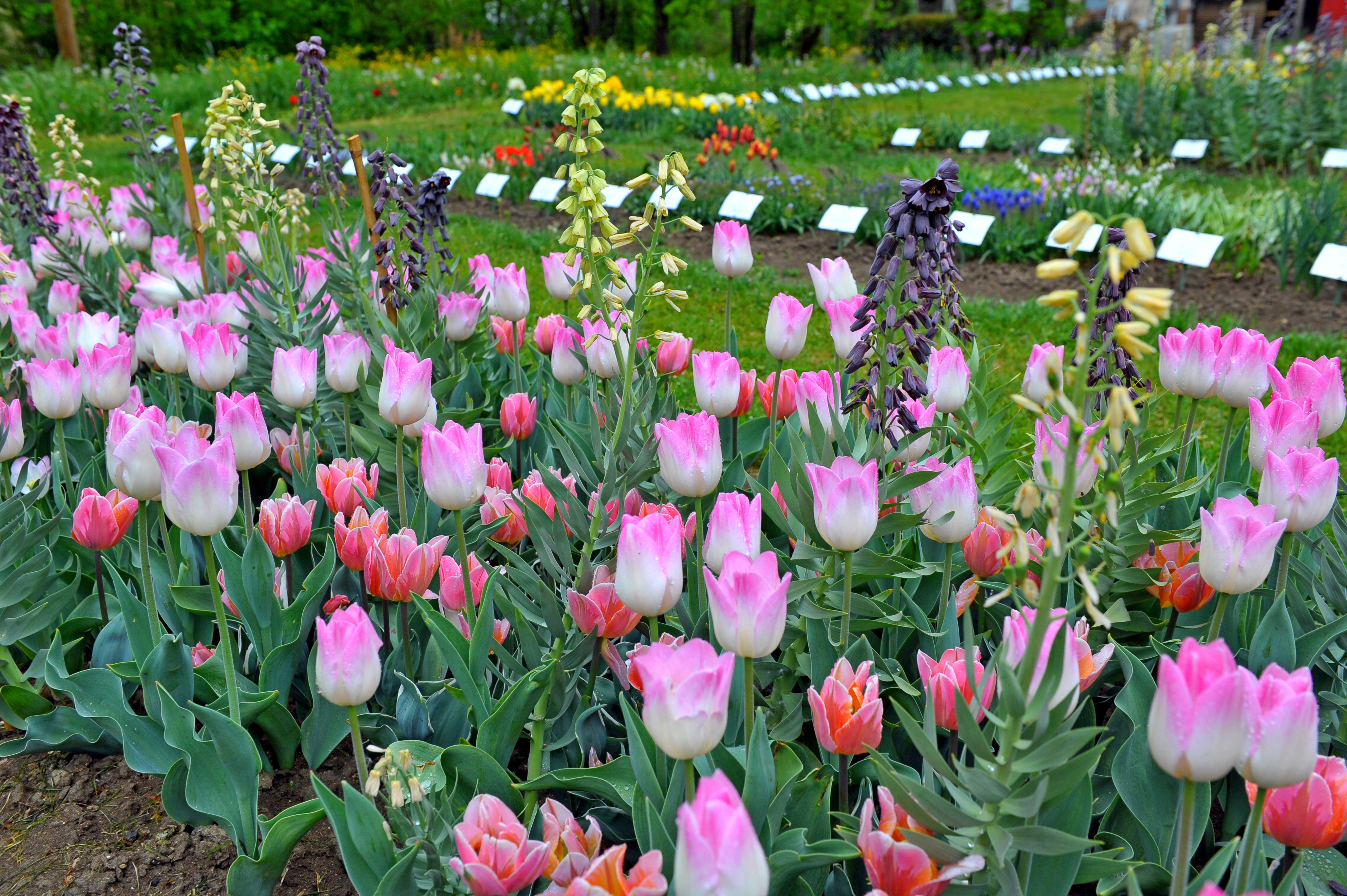 Dichtes Frühlingsbeet mit zahlreichen rosa-weißen Tulpen, vereinzelten orangefarbenen Tulpen und hohen Staudenblüten; im Hintergrund beschilderte Blumenreihen und grüner Rasen, Blüten teils mit Tautropfen.