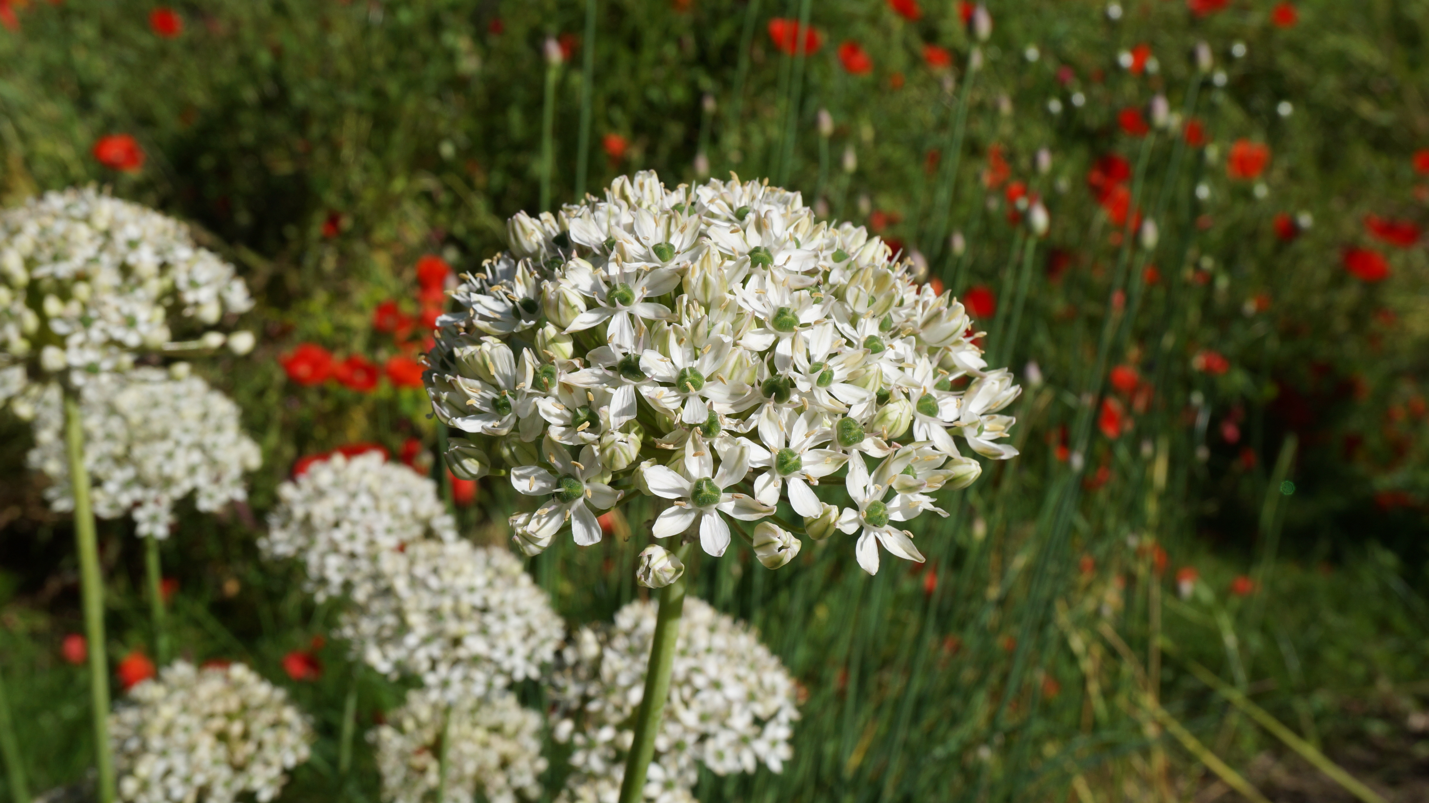 56045_Allium nigrum_1 Nahaufnahme einer weißen Kugellauch-Blüte (Allium) mit vielen kleinen sternförmigen Blüten; im Hintergrund unscharfe Mohnblumen und grüne Stängel.