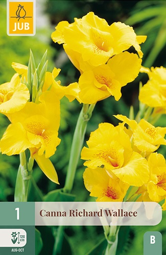 Canna Richard Wallace