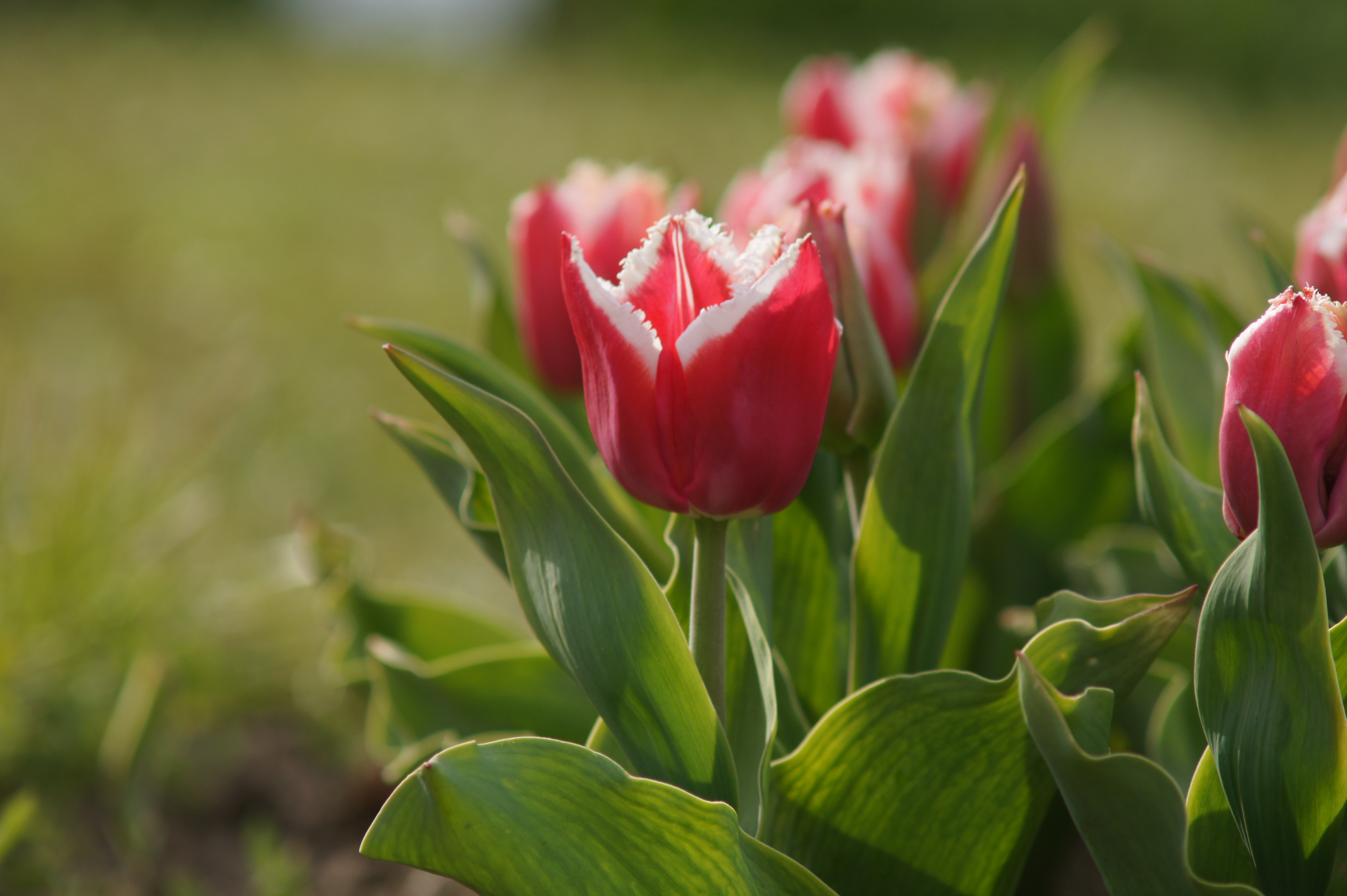 Nahaufnahme einer roten Tulpe mit weißem, gezacktem Rand und grünem Laub im Hintergrund, Frühlingsblüte im Gartenbeet