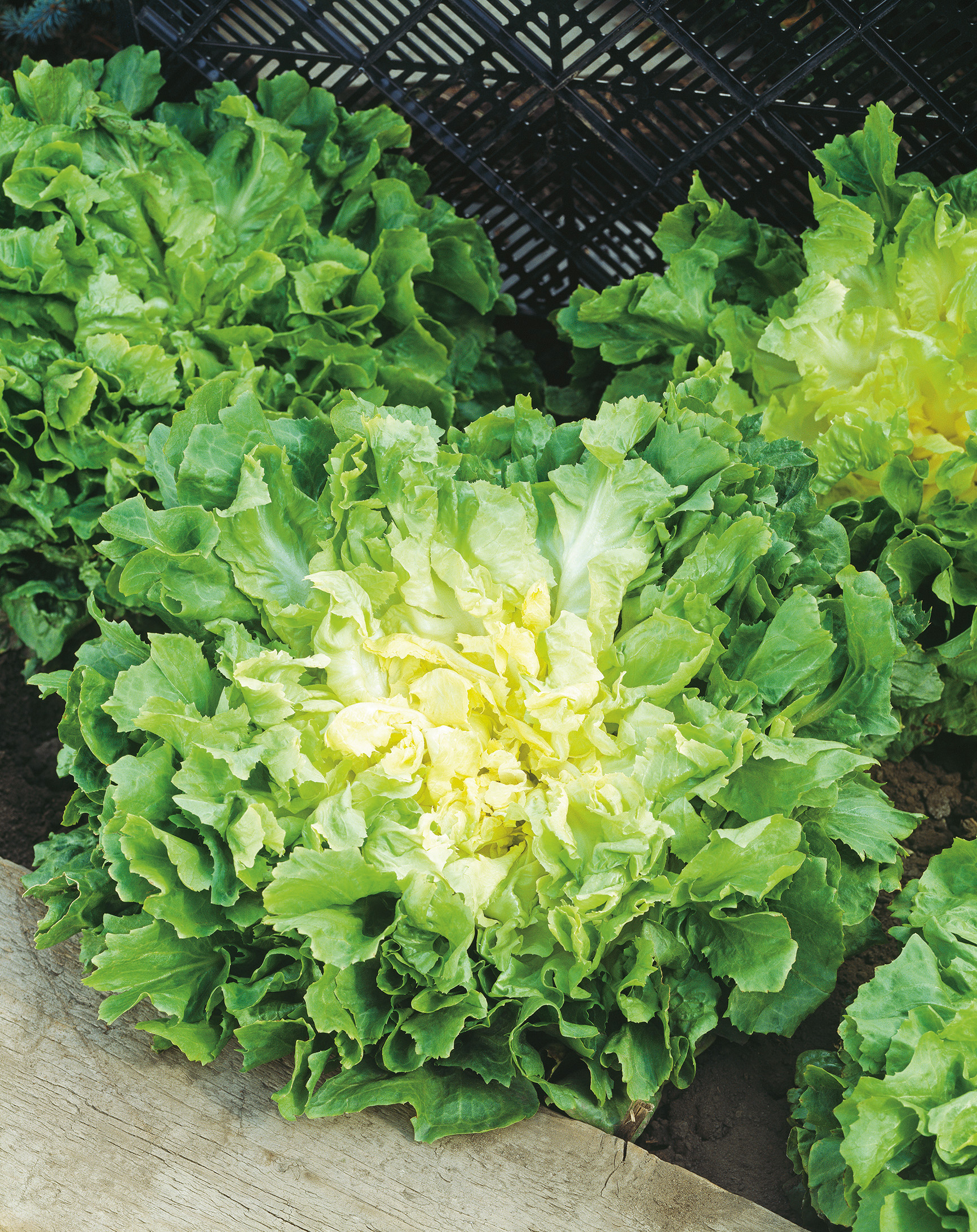 Mehrere knackige grüne Salatköpfe (Kopfsalat) mit hellgelb-grünen Innenblättern, angeordnet im Beet neben einem Holzbrett