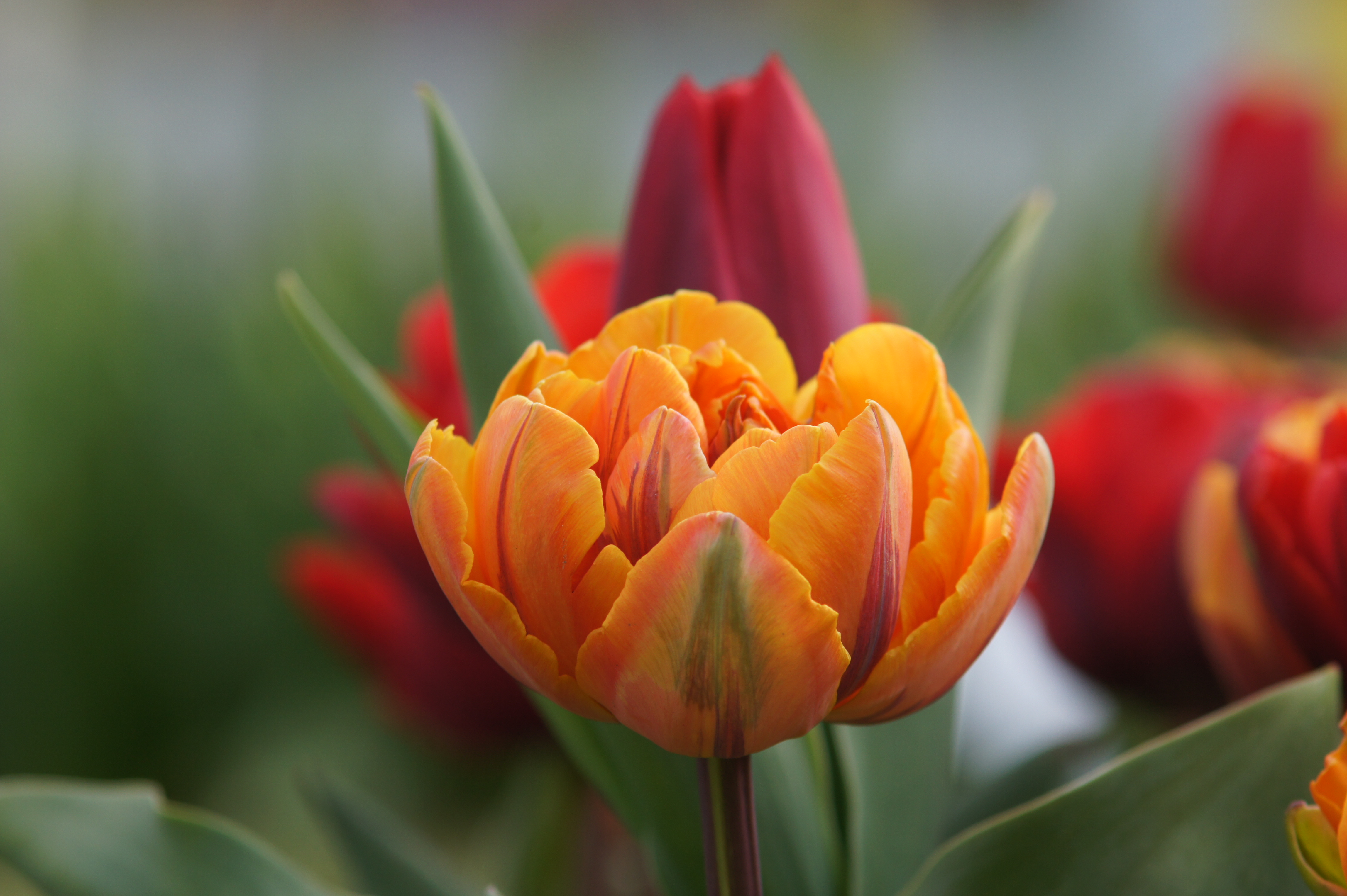 Nahaufnahme einer orange-gelben gefüllten Tulpe mit grünen Blättern und unscharfem Hintergrund aus roten Tulpen