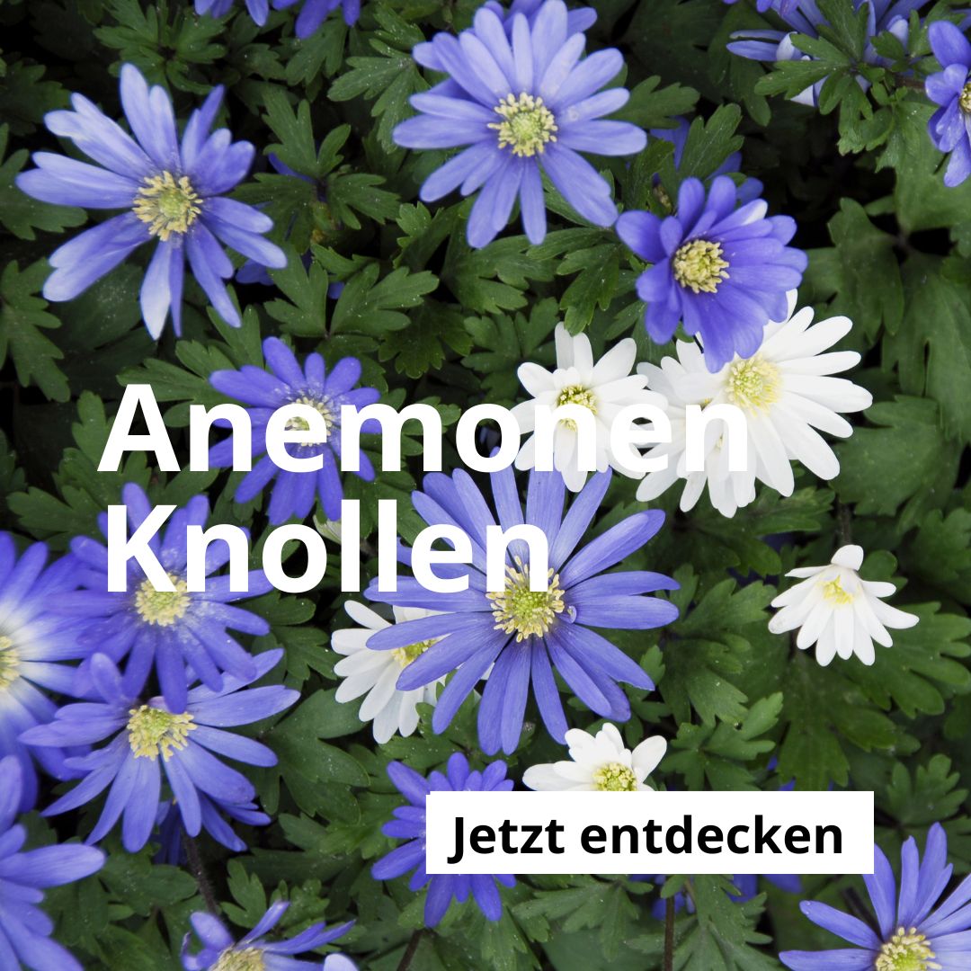 Anemonenknollen