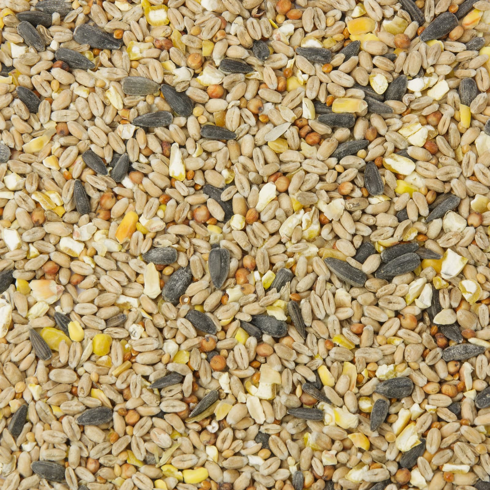 Nahaufnahme einer bunten Vogelfuttermischung mit Sonnenblumenkernen, Maiskörnern, Hirse und weiteren Körnern