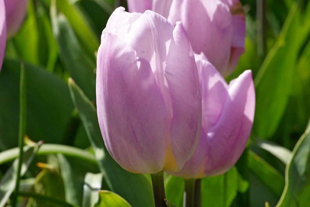 Nahaufnahme einer rosa-lila Tulpe im Sonnenlicht vor grünem Blattwerk