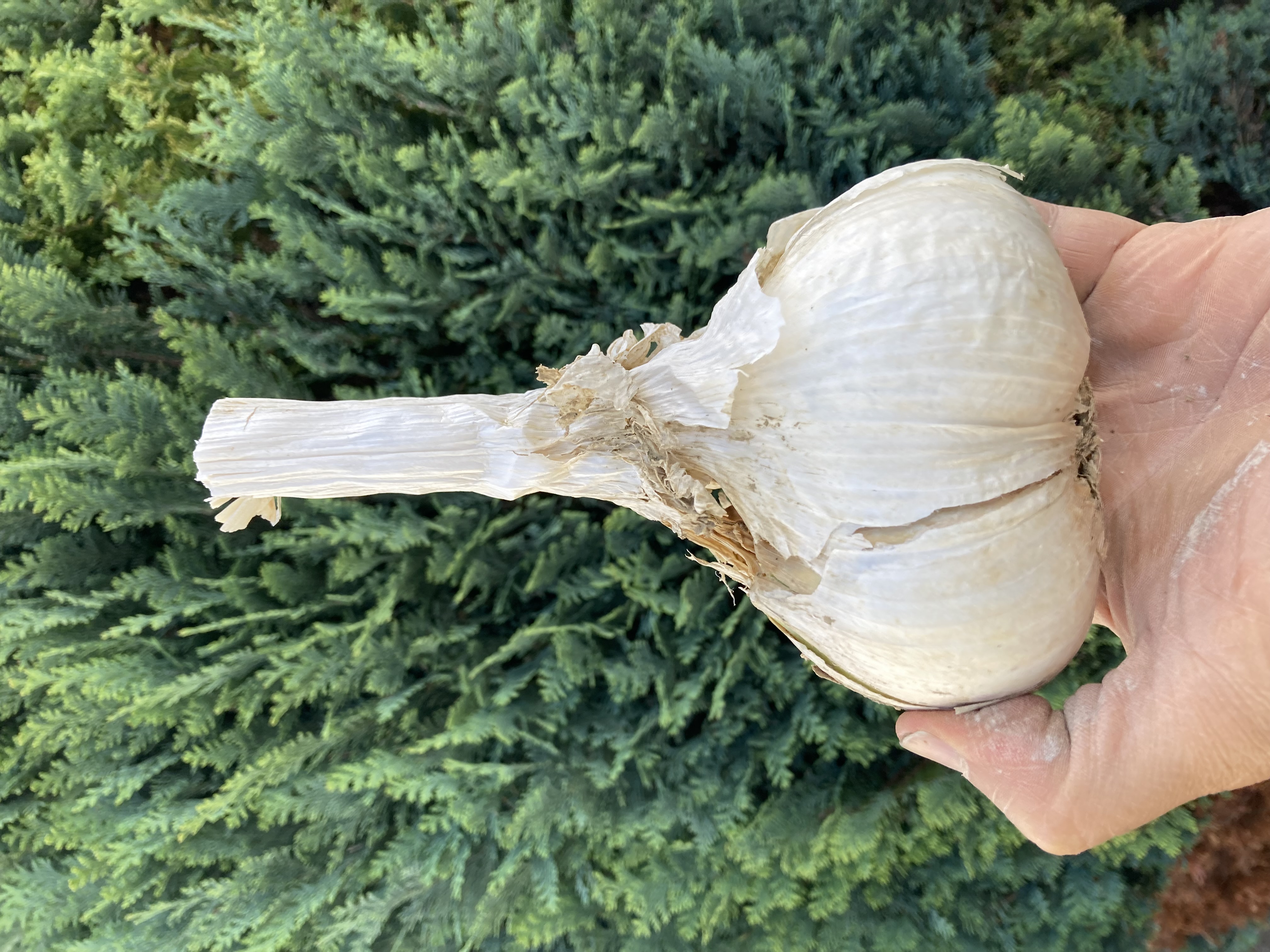 Italienischer Pflanzknoblauch Elefantenknoblauch Einzelzehen