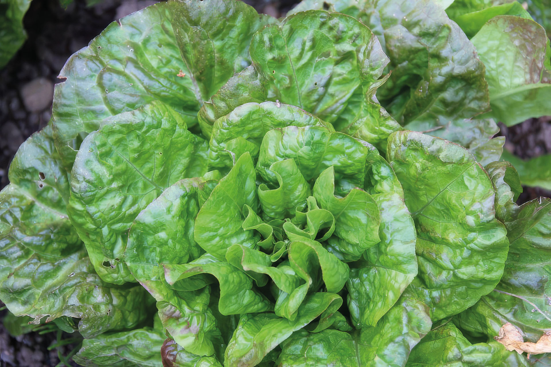 Salat Baquieu