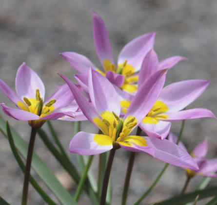 Tulipa humilis