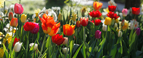 Gönninger Frühling Band Tulpen Prachtmischung Gönninger Frühling