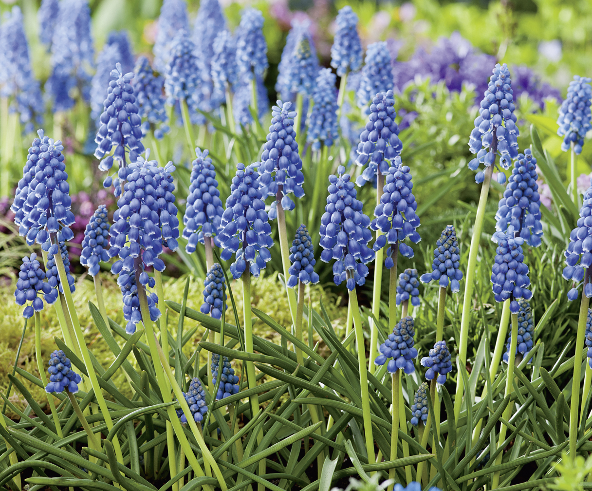 58001_Muscari armeniacum FM Nahaufnahme von blauen Traubenhyazinthen (Muscari) mit traubenförmigen Blütenständen und schmalen grünen Blättern im Beet
