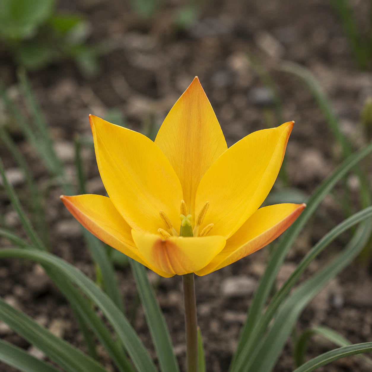 Tulipa batalini Bright Gem