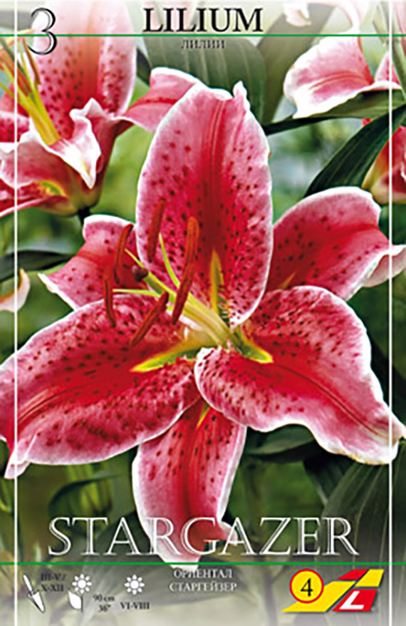 Packungsabbildung: Nahaufnahme einer roten, gesprenkelten Stargazer-Lilie (Oriental-Lilie) mit geöffneten Blüten, sichtbaren Staubblättern und grünen Blättern im Hintergrund