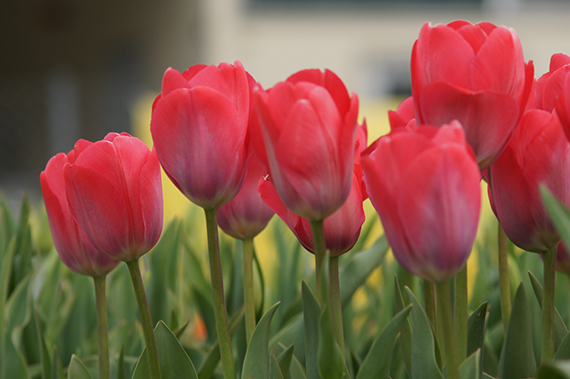 DSC07851 Nahaufnahme von roten Tulpen im Beet mit grünen Blättern und unscharfem Hintergrund