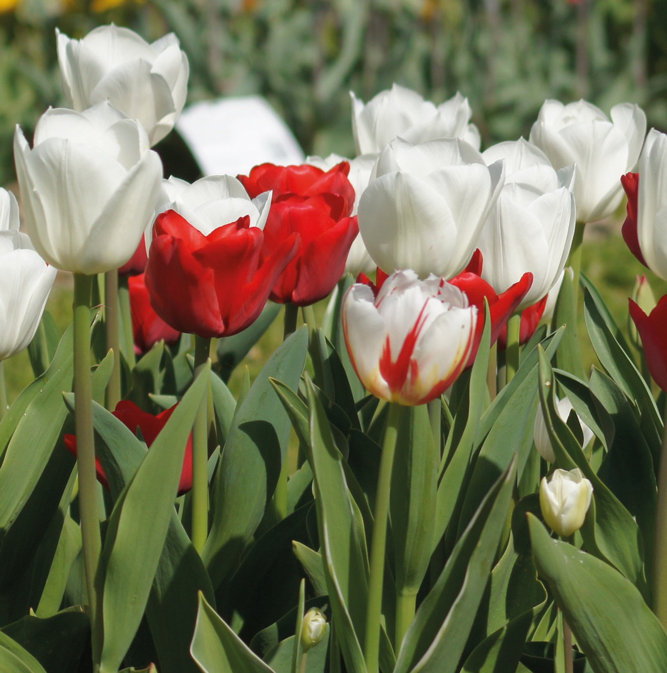 51035_Hanse Mengsel_2 Nahaufnahme von roten und weißen Tulpen mit grünen Blättern in einem sonnigen Frühlingsbeet