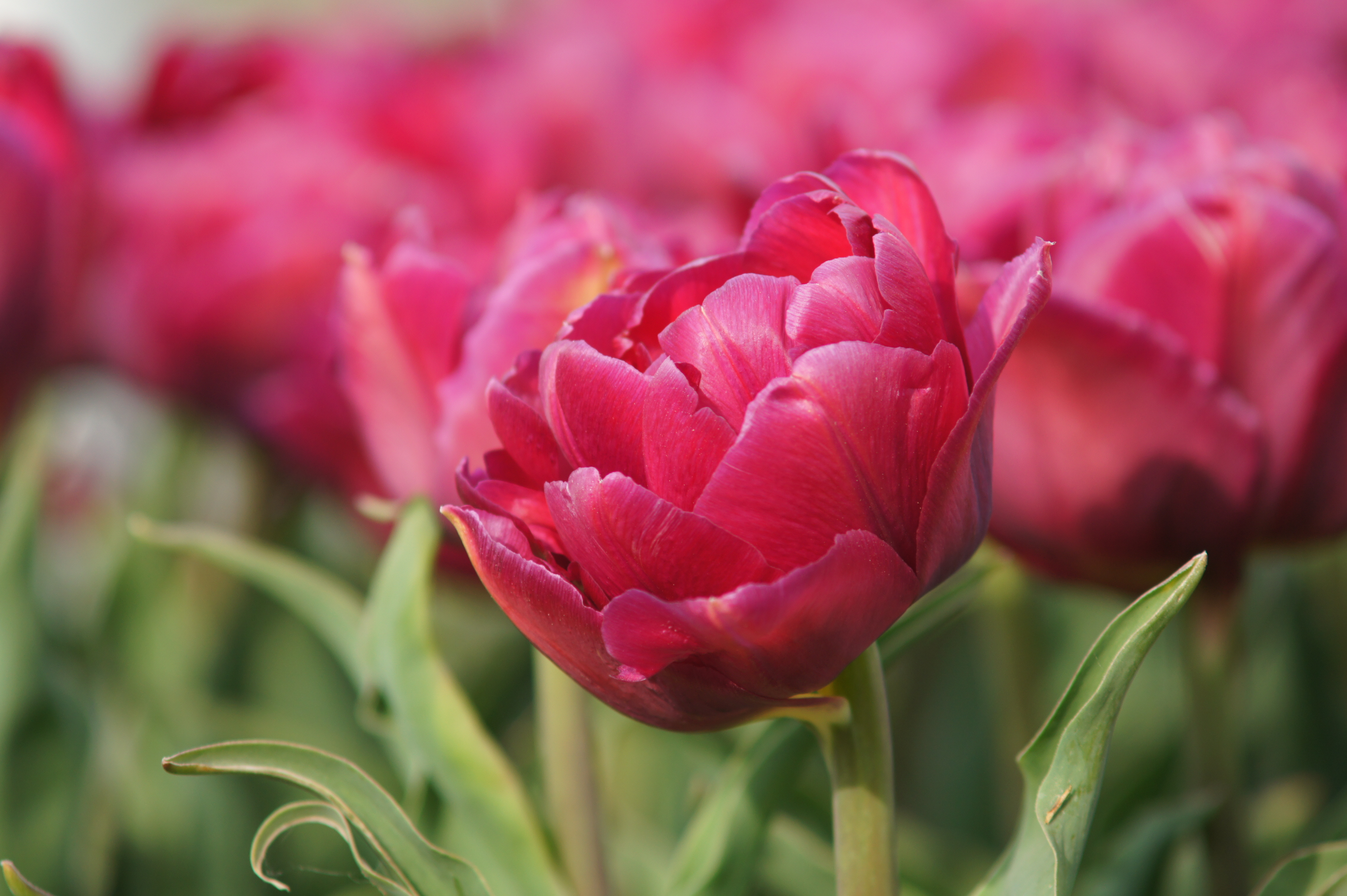 Close-up einer pinken Tulpe mit grünen Blättern im Hintergrund