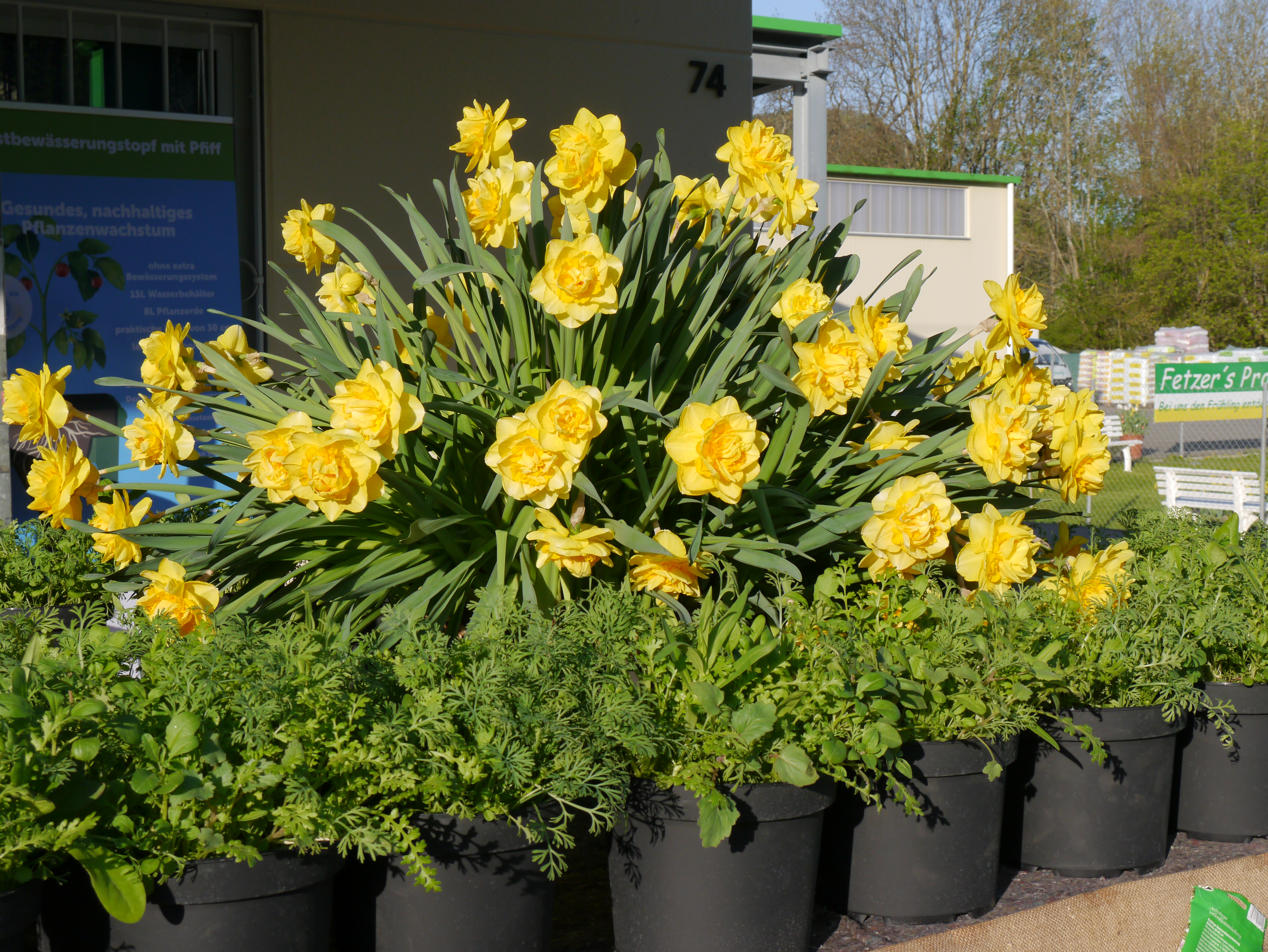 Nahaufnahme von gelben, gefüllten Narzissen (Narcissus) mit zahlreichen Blüten in schwarzen Pflanztöpfen auf einem Verkaufsdisplay im Gartencenter
