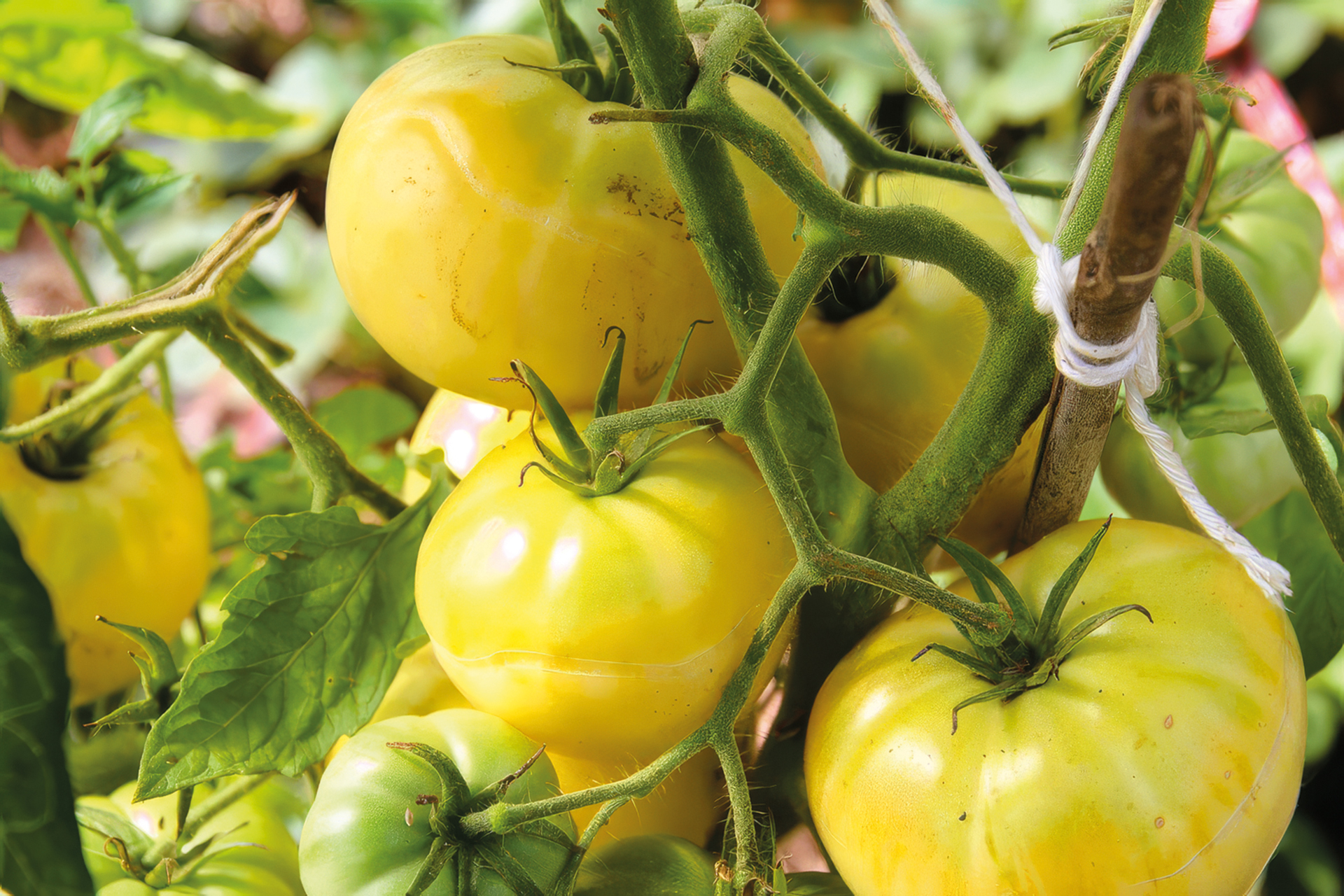 Fleischtomate Jason