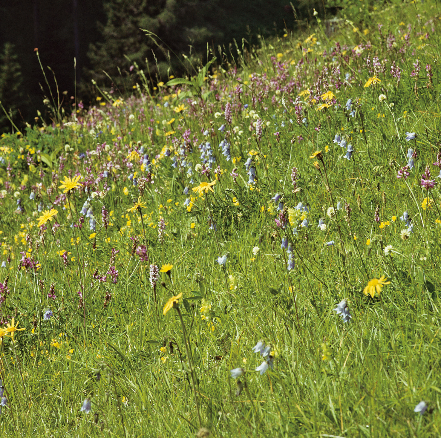 Sonnige Bergwiese mit grünem Gras und zahlreichen gelben, violetten und blauen Wildblumen auf einem sanft abschüssigen Hang, im Hintergrund dunkler Nadelwald