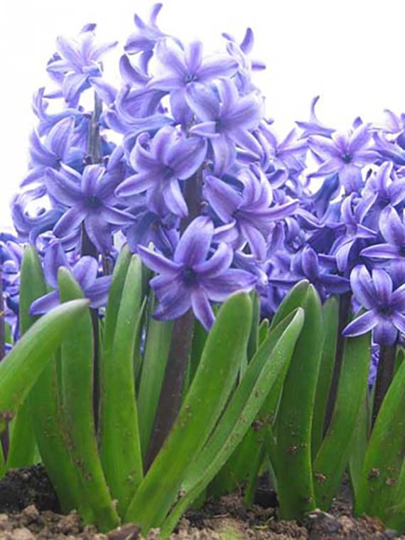 Multiflora-Hyazinthen Blau mit lockeren, kleinen blauen Blüten und grünen Blättern – standfeste Frühlingsblüher für Freiland und Topfkultur