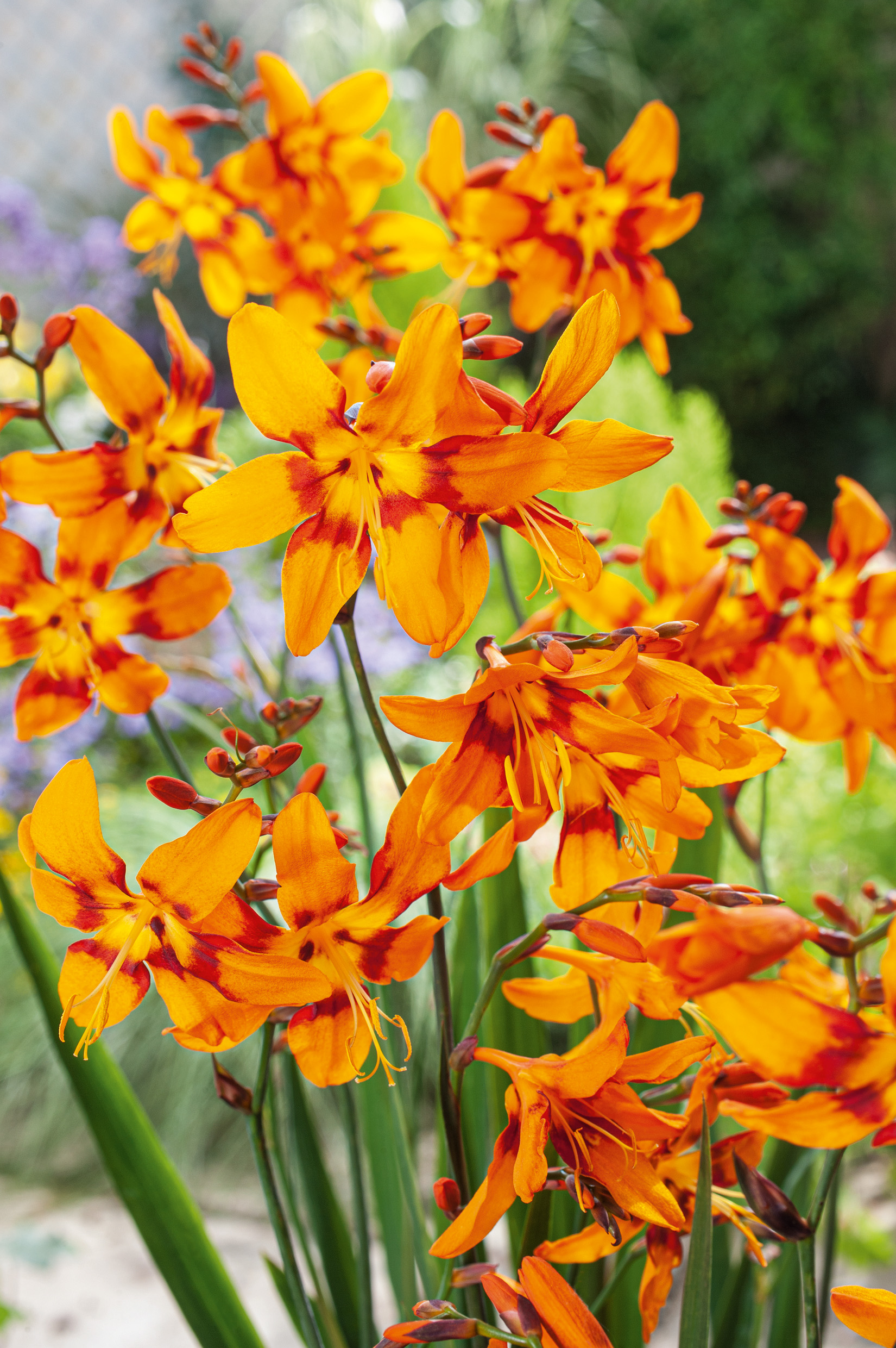 Nahaufnahme leuchtend oranger Montbretie-Blüten (Crocosmia) mit schlanken grünen Blättern im Garten