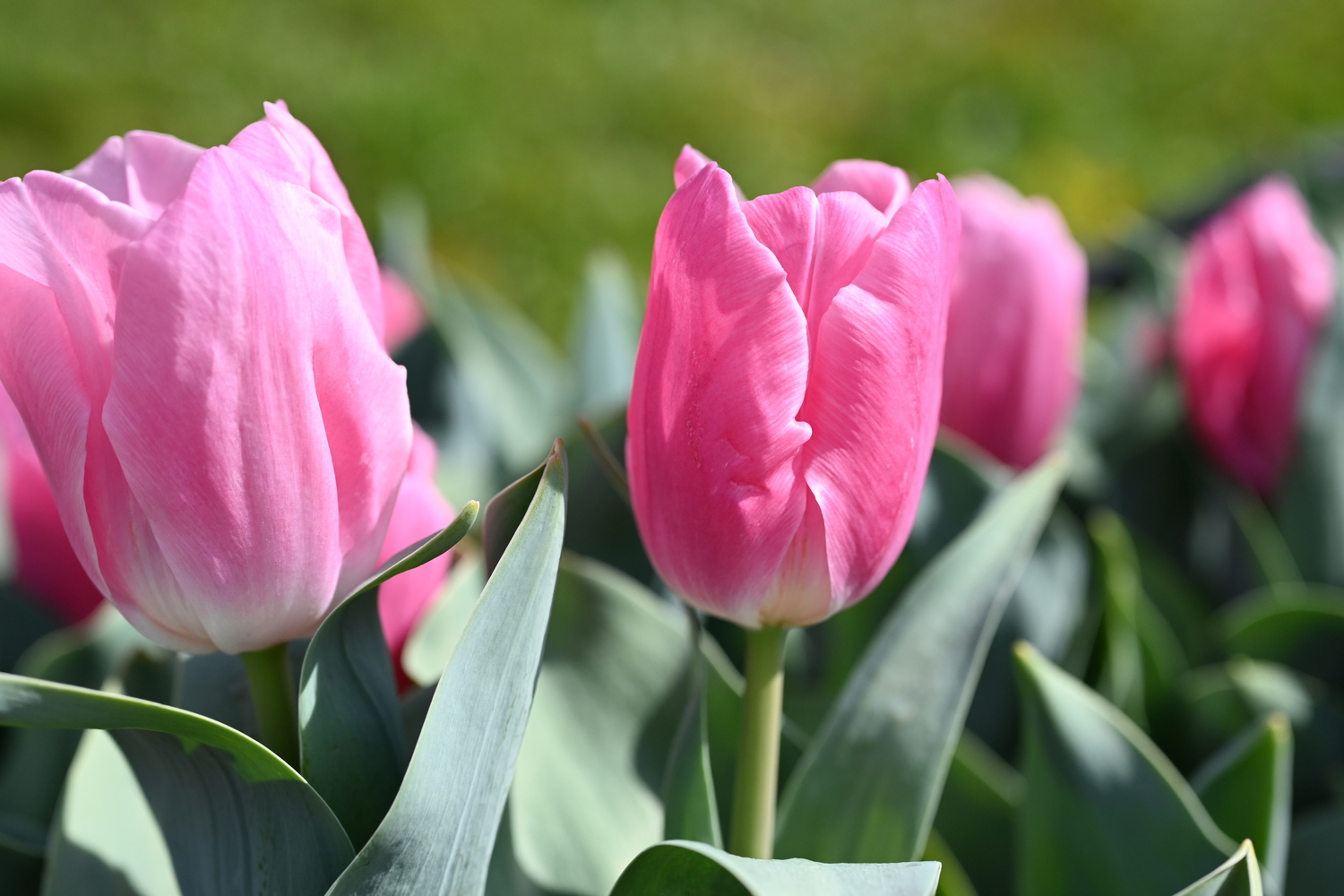 Zwei rosa Tulpen in Nahaufnahme mit grünen Blättern und unscharfem Hintergrund
