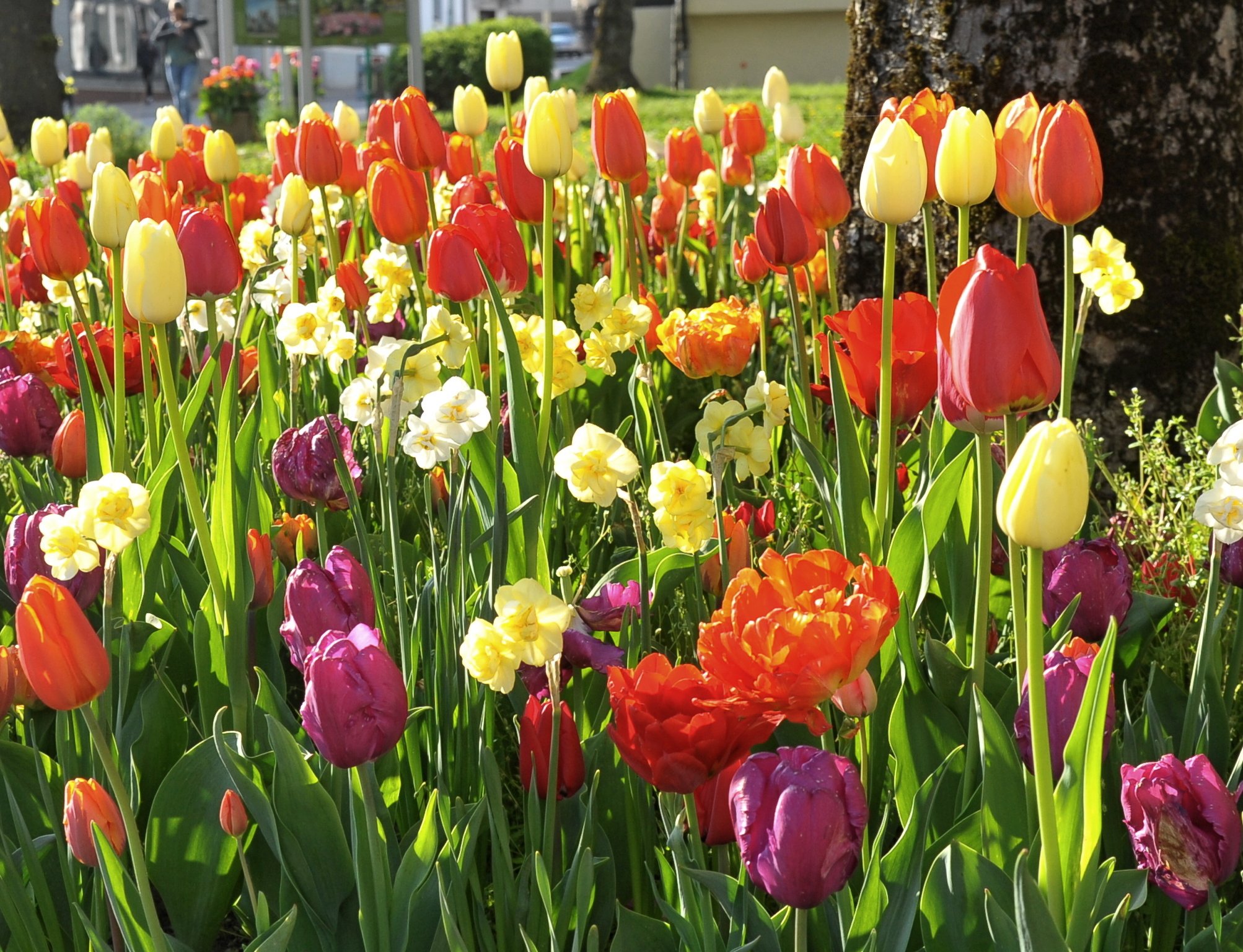51012_Fire and Ice Nahaufnahme eines bunten Frühlingsbeets mit roten, orangenen, gelben und violetten Tulpen sowie kleinen gelben Narzissen, grünes Laub, sonnige Gartenstimmung