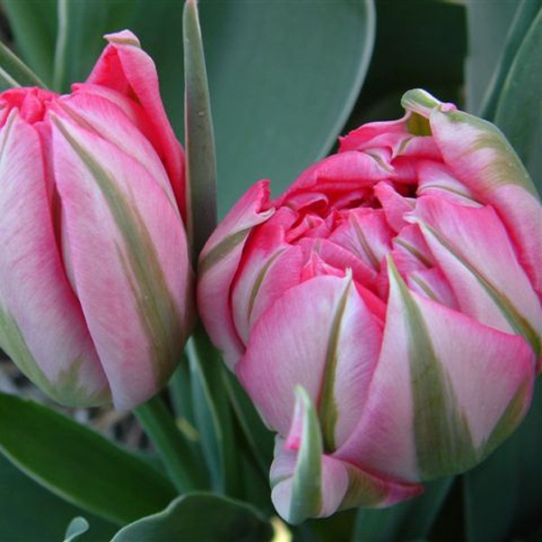 Nahaufnahme zweier rosa gefüllter Tulpen mit grünen Blättern, Frühlingsblumen