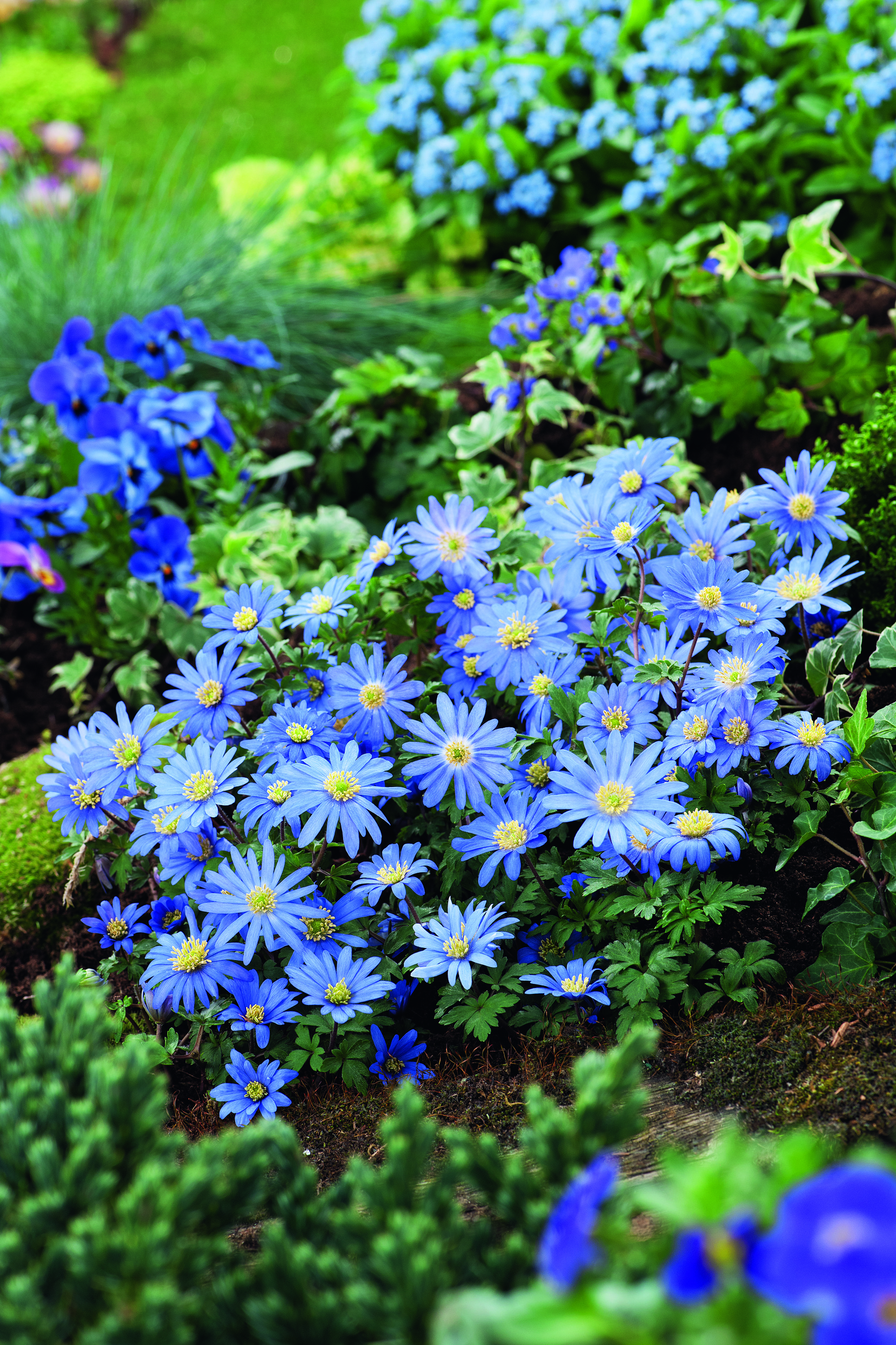 Nahaufnahme blauer Anemonen (Anemone blanda) mit gelben Blütenmitten, üppigem grünem Laub und vereinzelten Stiefmütterchen im Gartenbeet