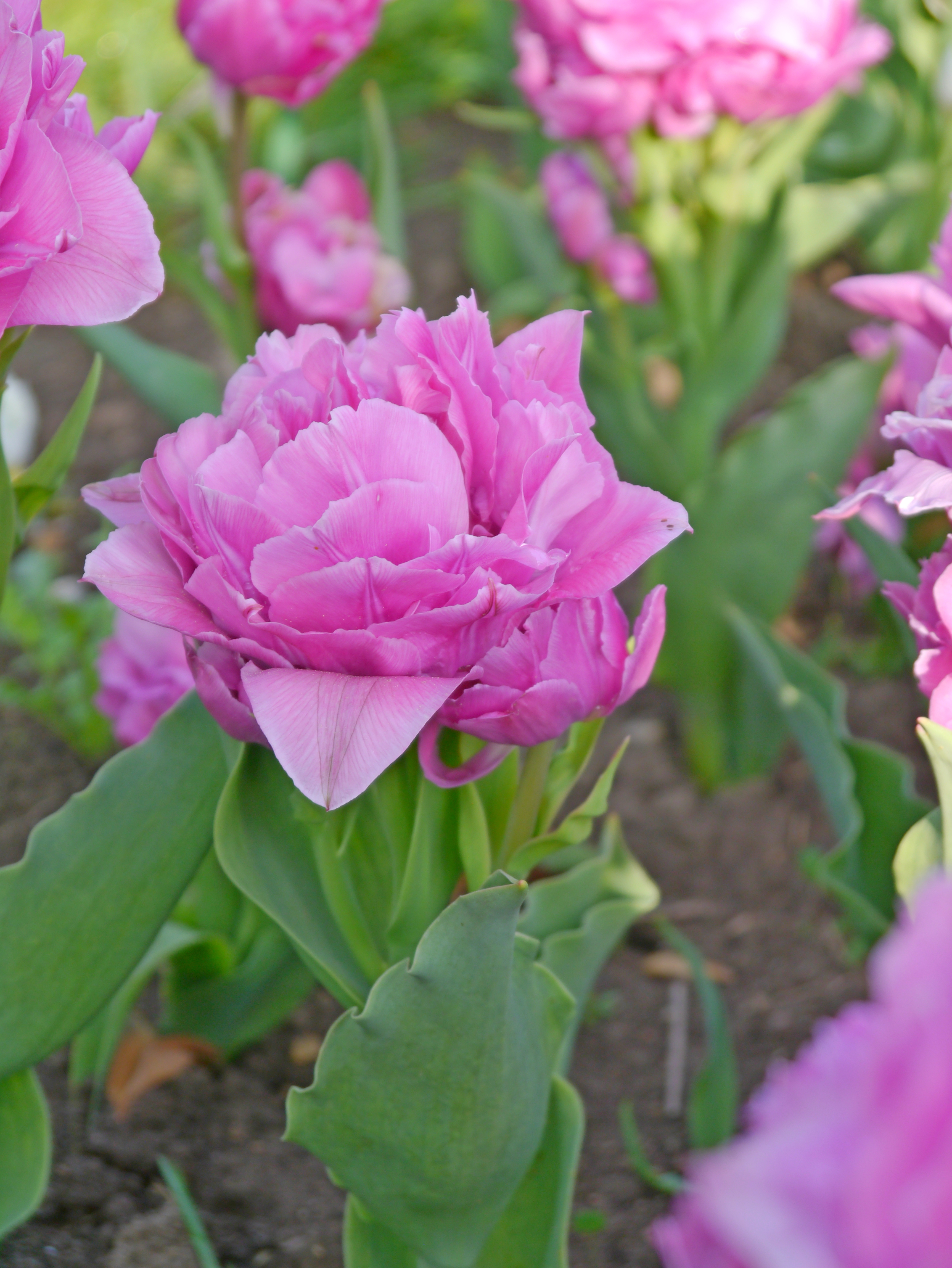 52066_Gef. frühe Tulpen Double Price_1 Nahaufnahme einer gefüllten rosa Tulpenblüte mit grünen Blättern im Beet