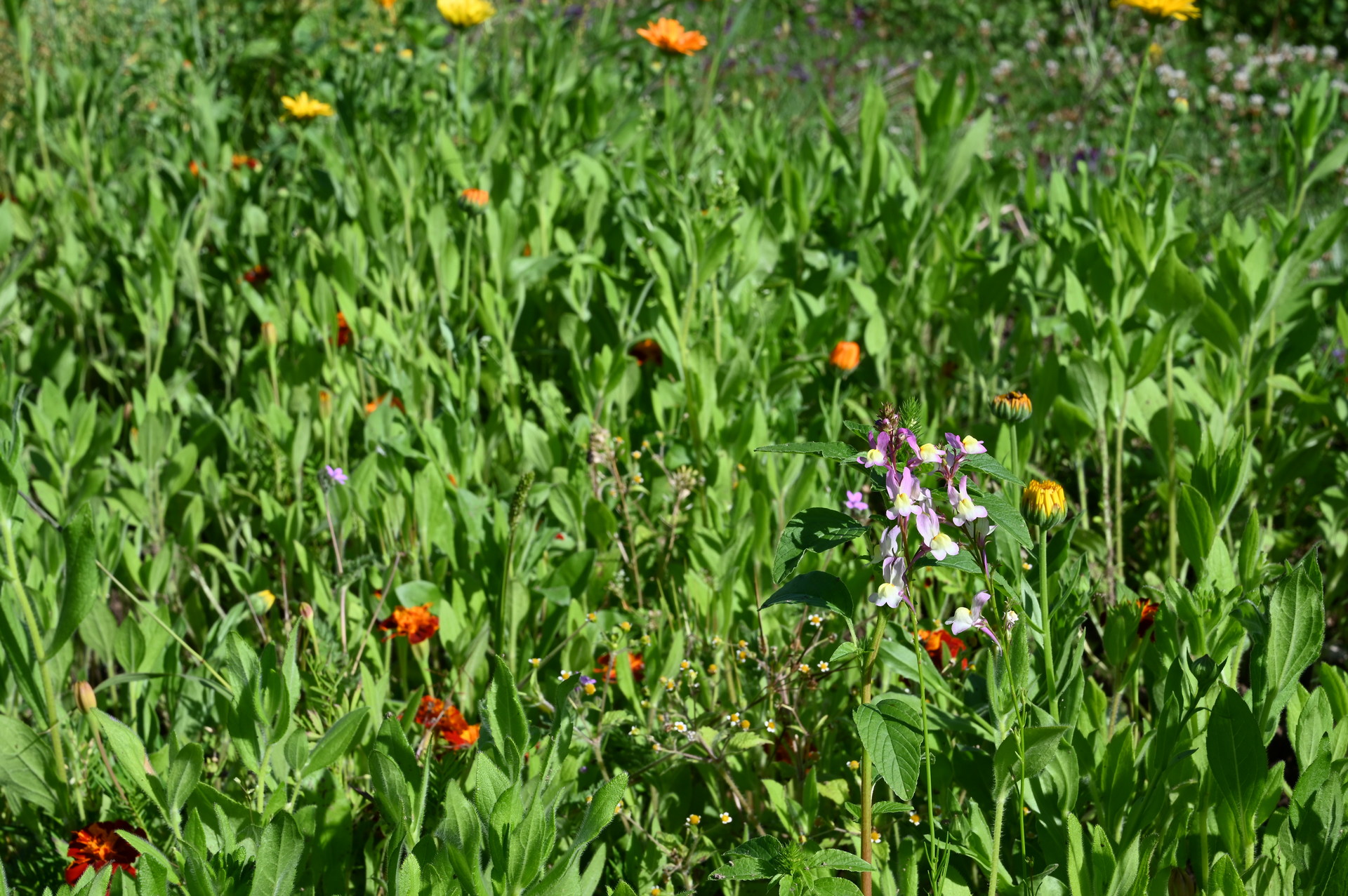 Nahaufnahme einer Wildblumenwiese mit rosa-weißen Blüten im Vordergrund, verstreuten gelb-orangen Blüten und dichtem grünen Blattwerk im Hintergrund