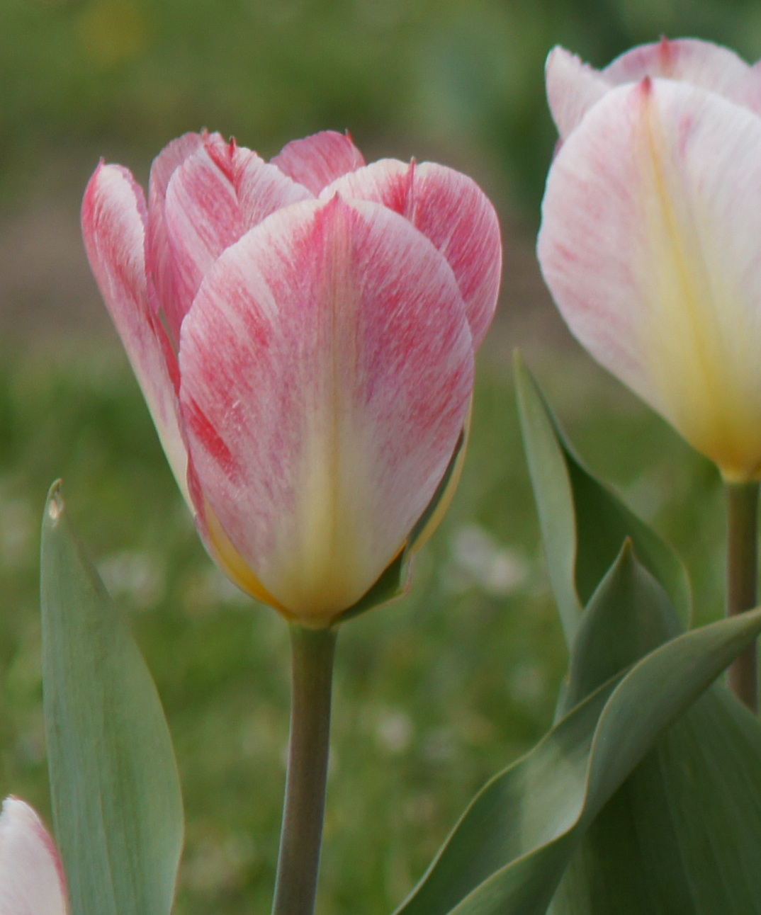Nahaufnahme einer zartrosa-weißen Tulpe mit grünen Blättern vor unscharfem Hintergrund