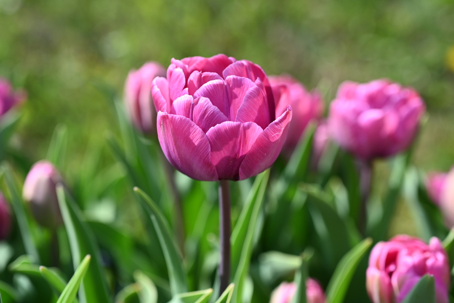 Nahaufnahme einer rosa Tulpe mit geöffneten Blütenblättern im Garten vor unscharfem Hintergrund