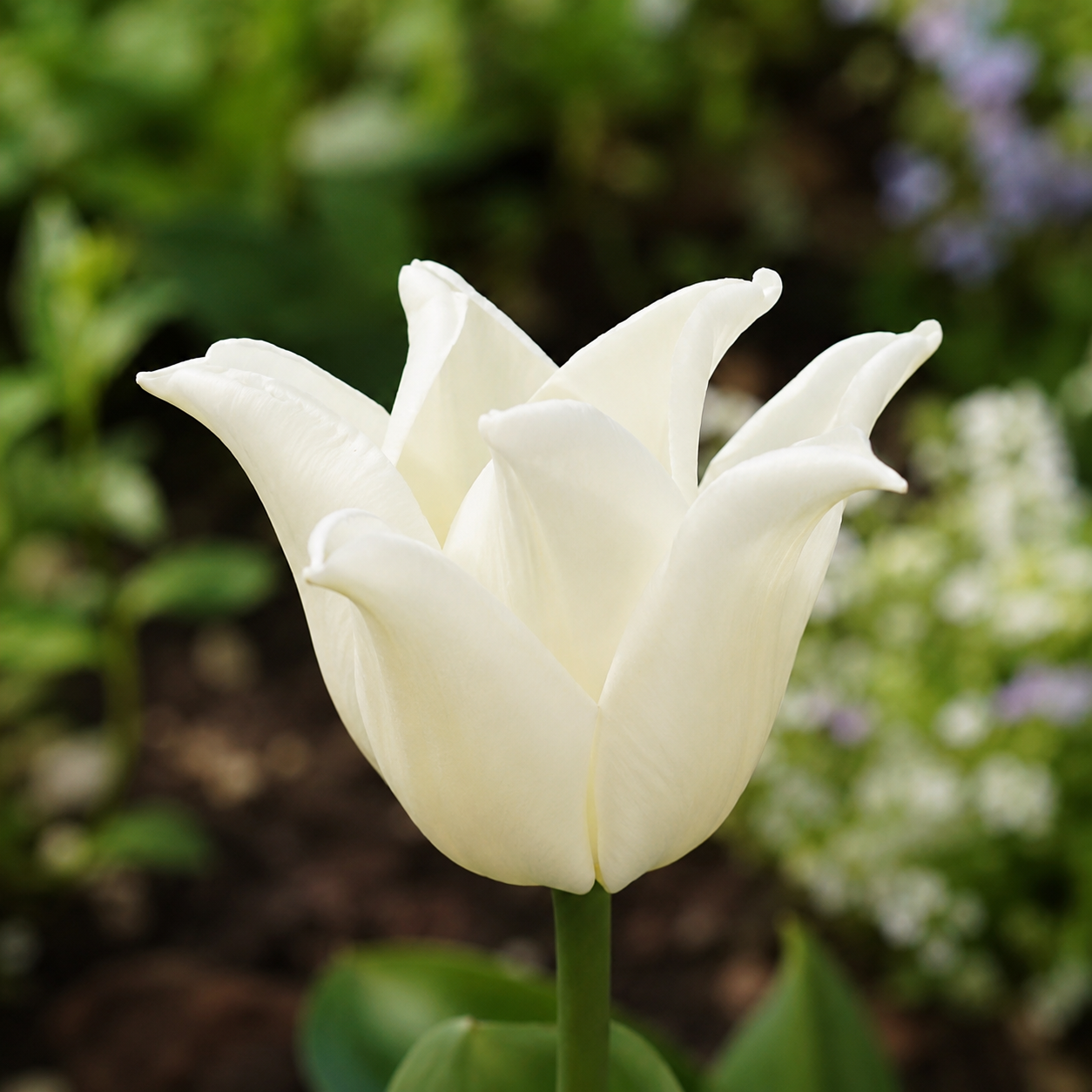 Triumph-Tulpen White Liberstar