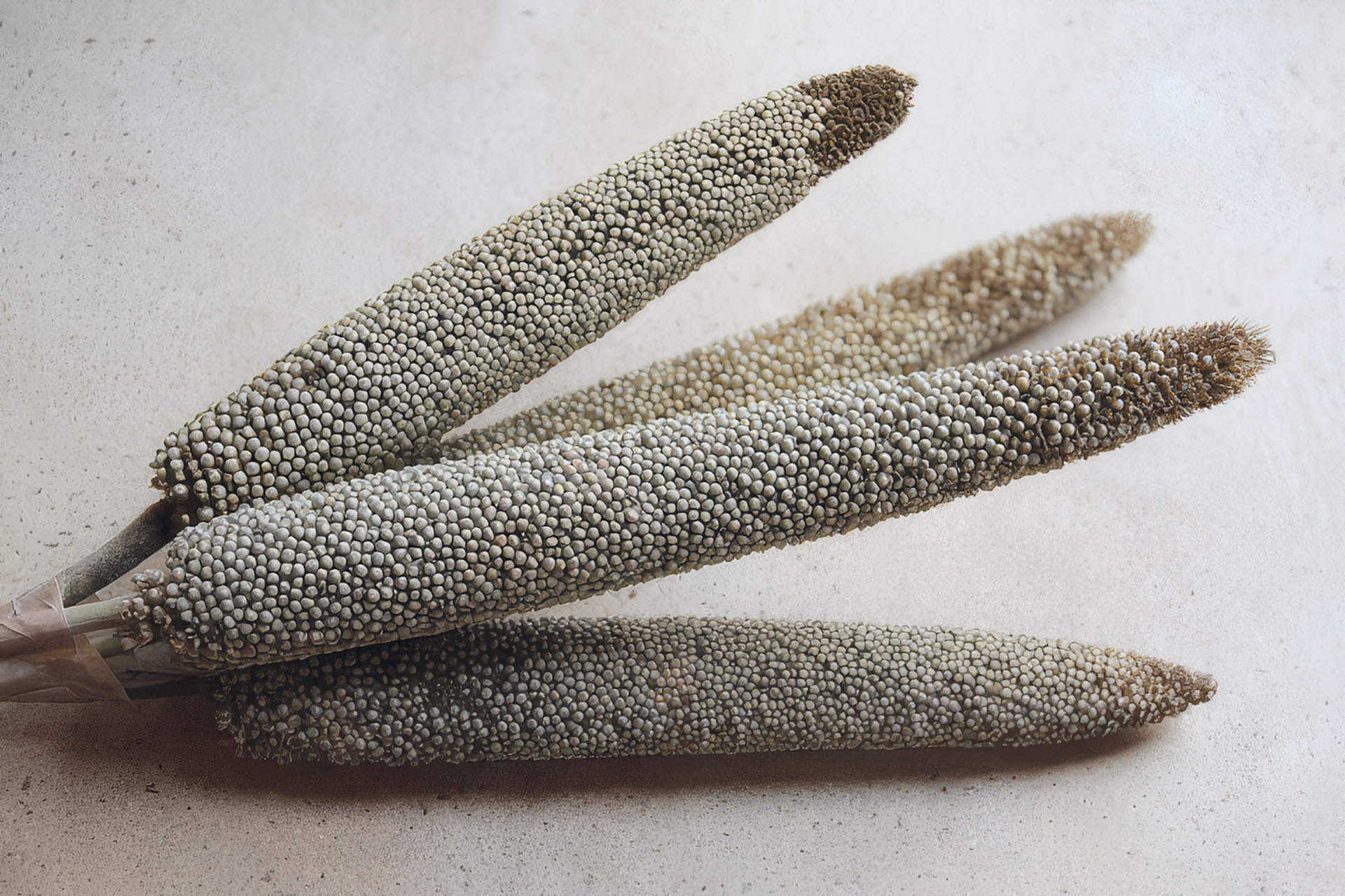 Perlhirse