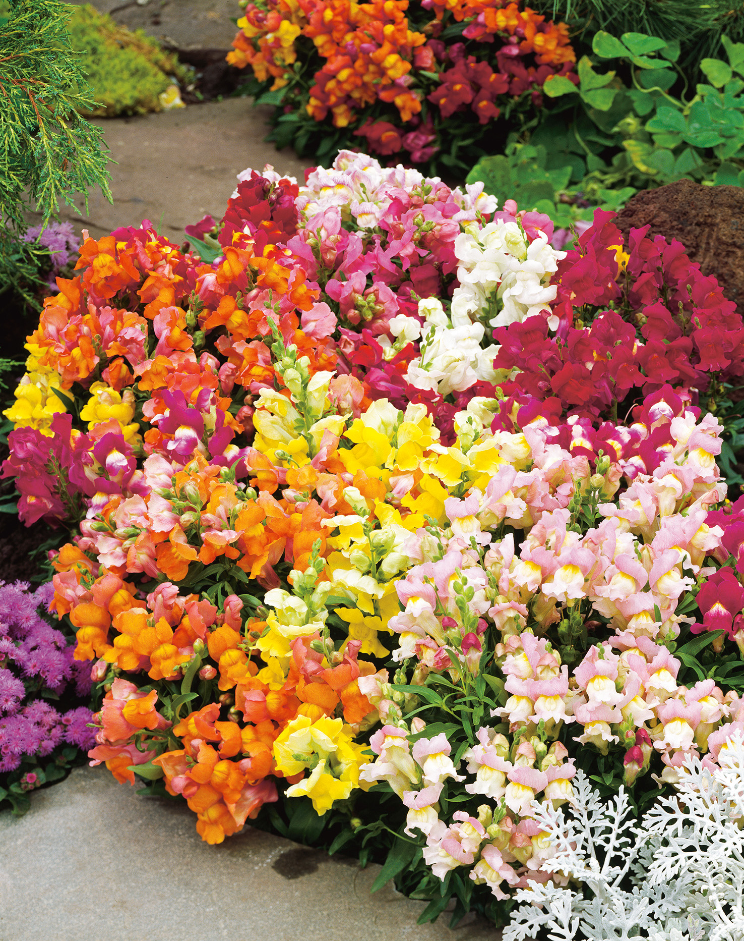 Nahaufnahme von Löwenmäulchen (Antirrhinum) in verschiedenen Farben, dichte Blütenstände in einem Gartenbeet