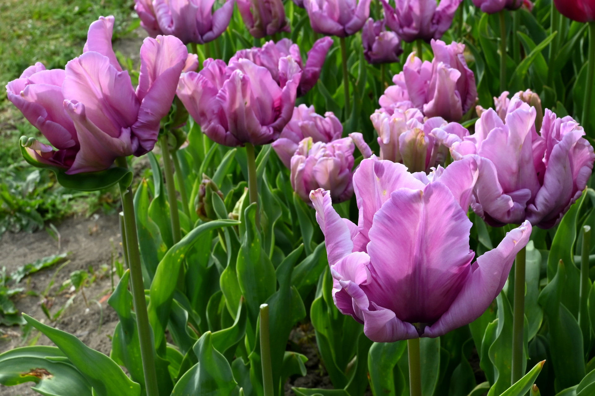 Papagei-Tulpen James Last