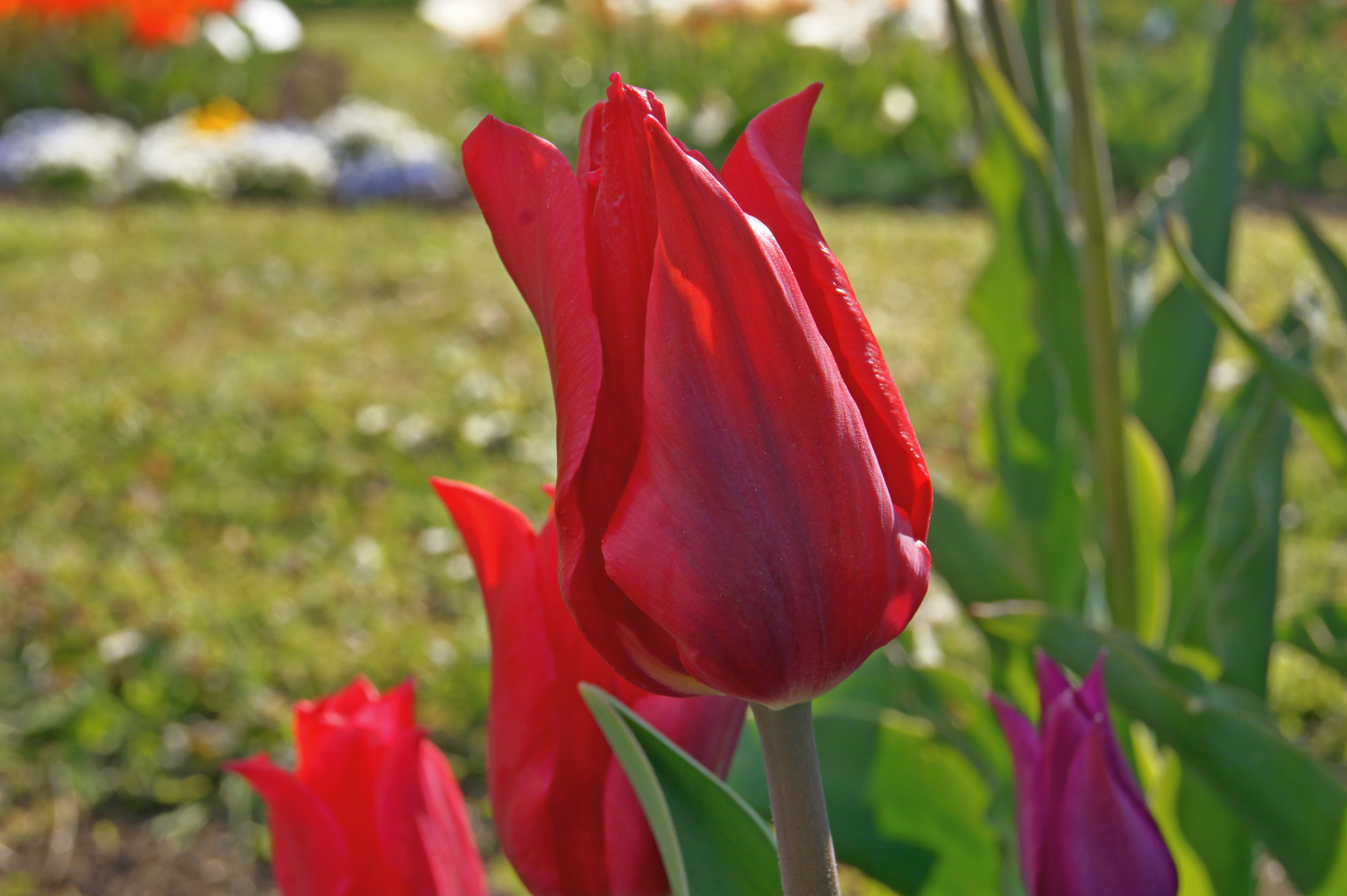 Nahaufnahme einer roten Tulpenblüte im Garten mit unscharfem Hintergrund und weiteren Tulpen im Umfeld