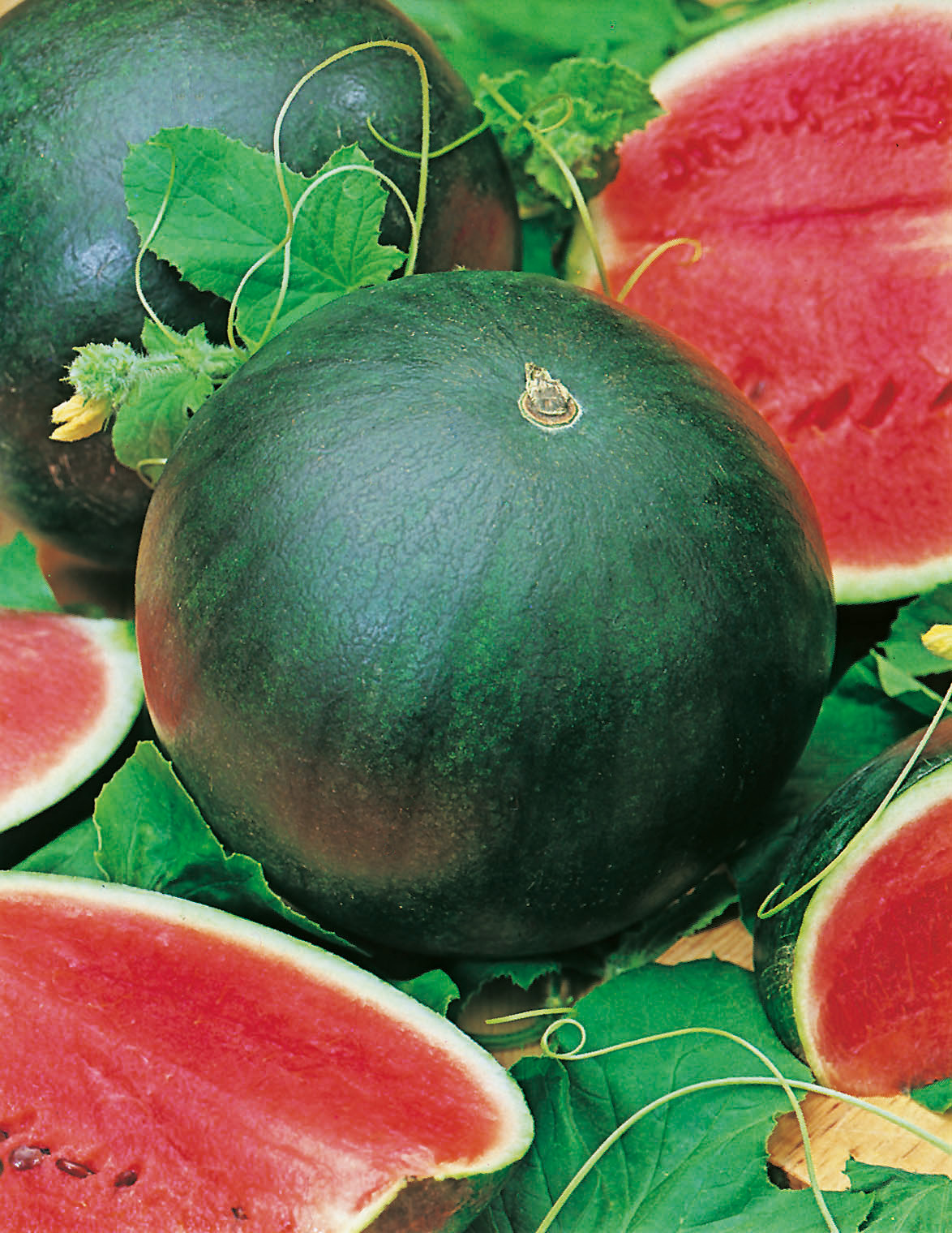 Ganze und halbierte dunkelgrüne Wassermelonen auf Blättern, sichtbares saftiges rotes Fruchtfleisch