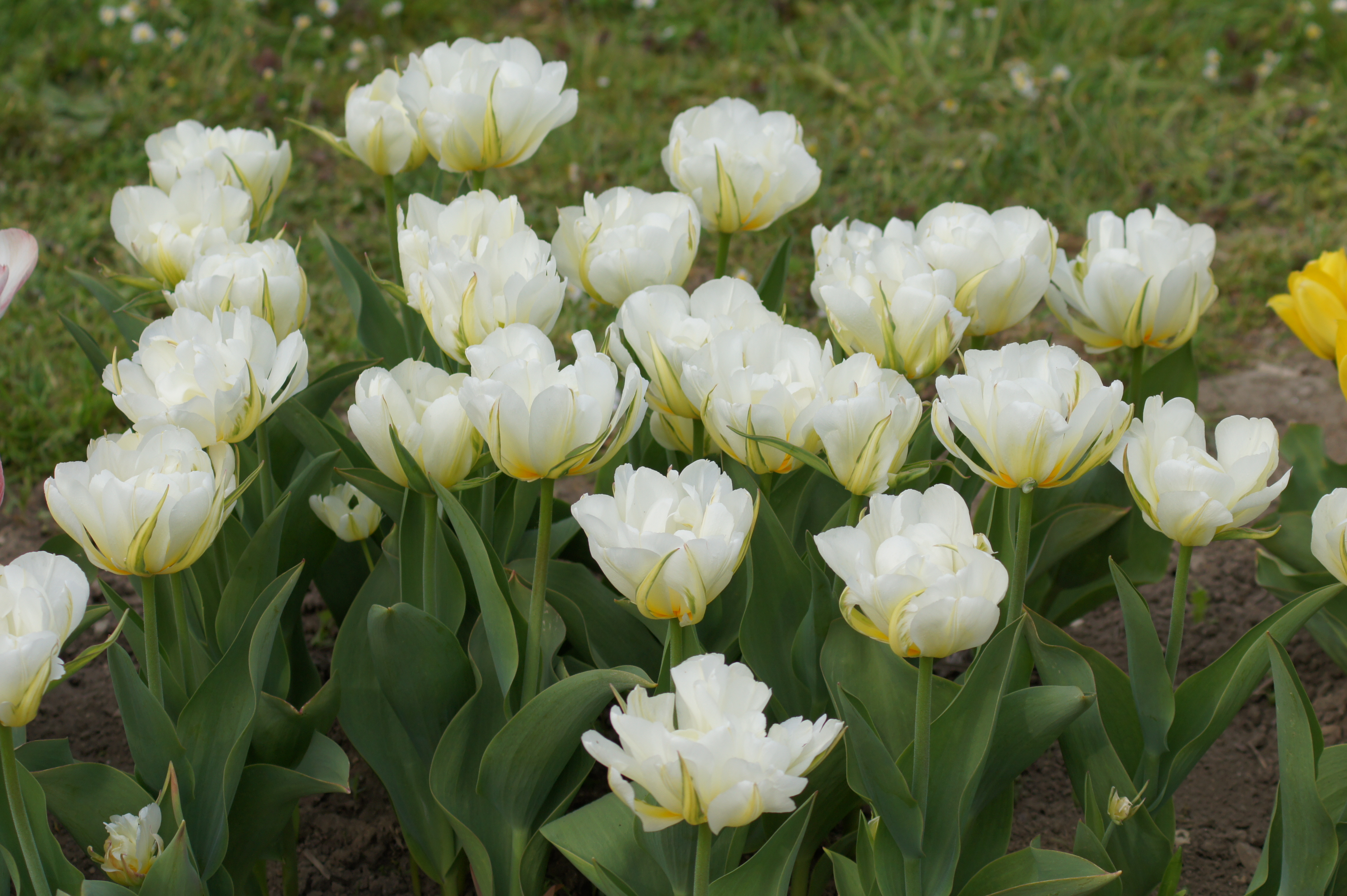 Nahaufnahme weißer gefüllter Tulpen (Doppelblüte) im Beet, grüne Blätter und leicht gelbe Akzente an den Blütenböden