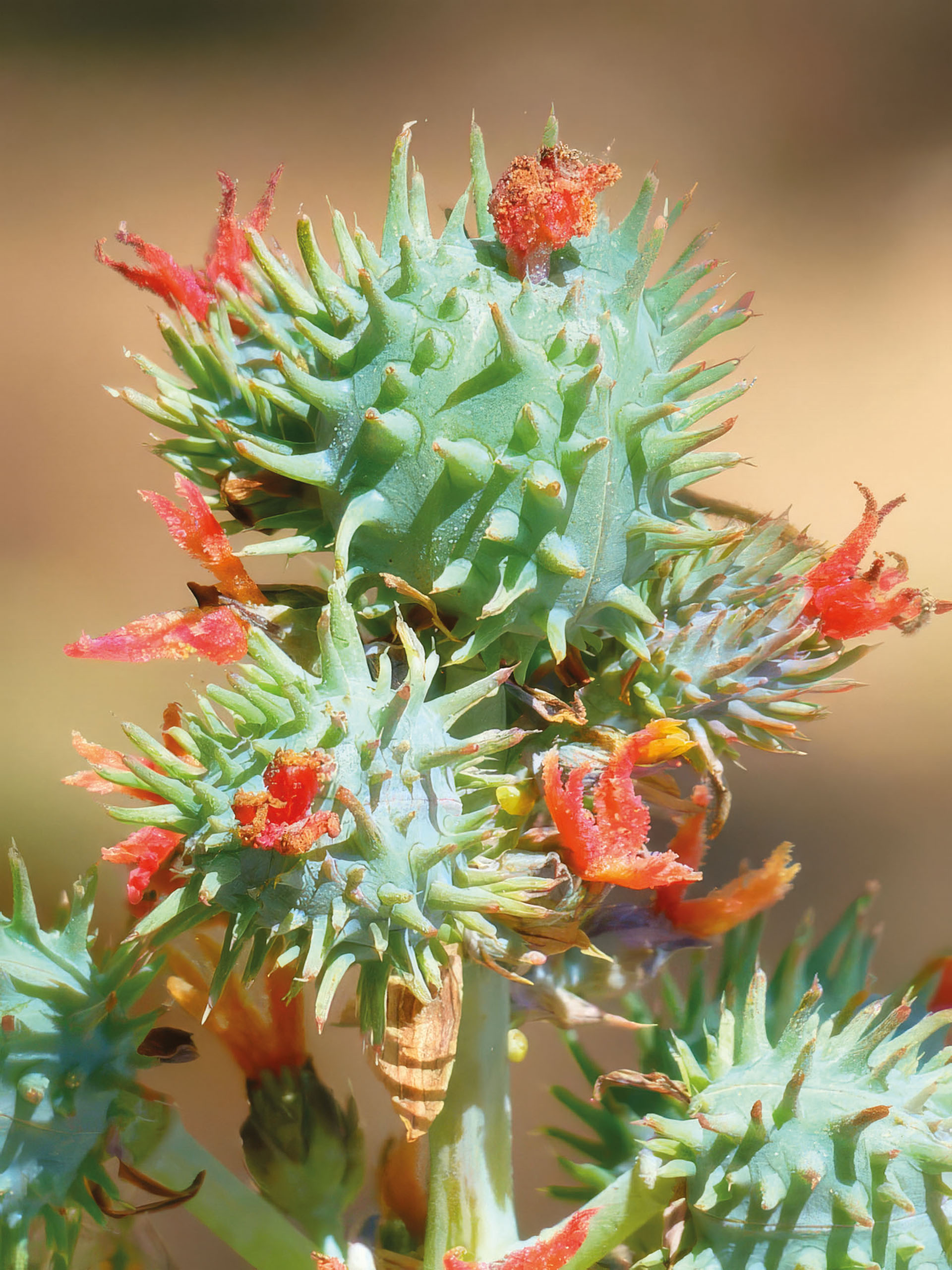 Grüner Rhizinus